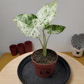 Alocasia odora batik variegata