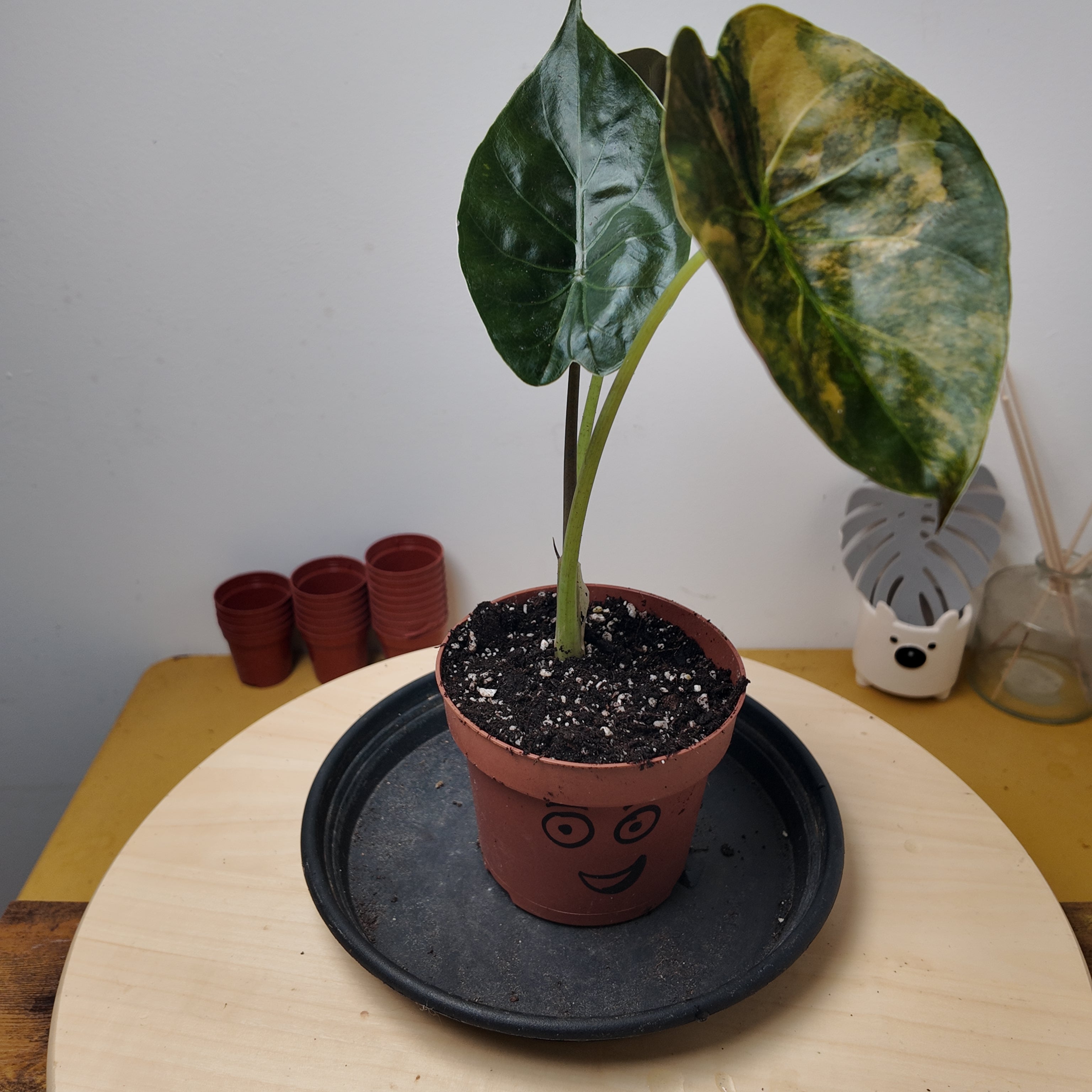 Alocasia wentii 'Variegata'