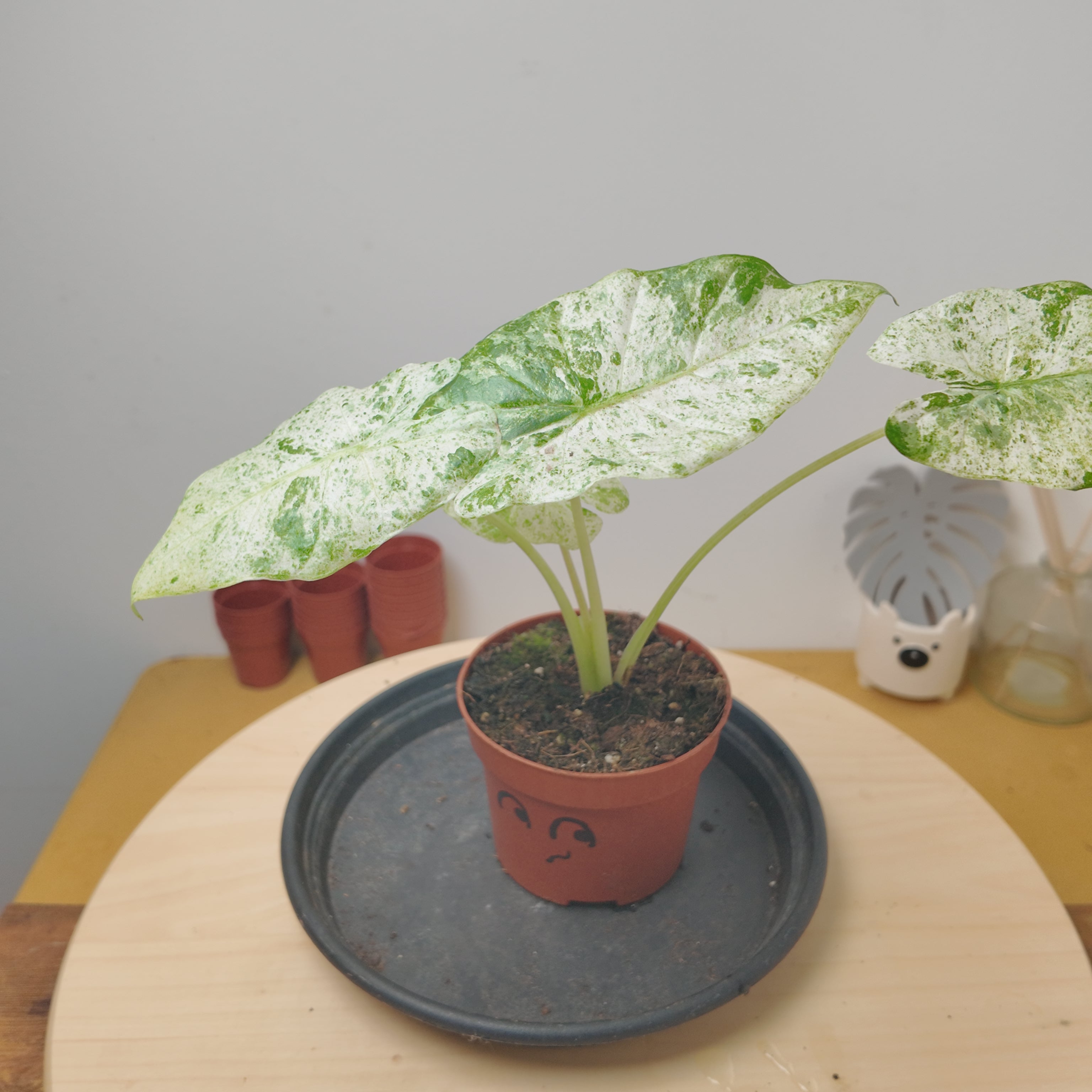 Alocasia odora batik variegata