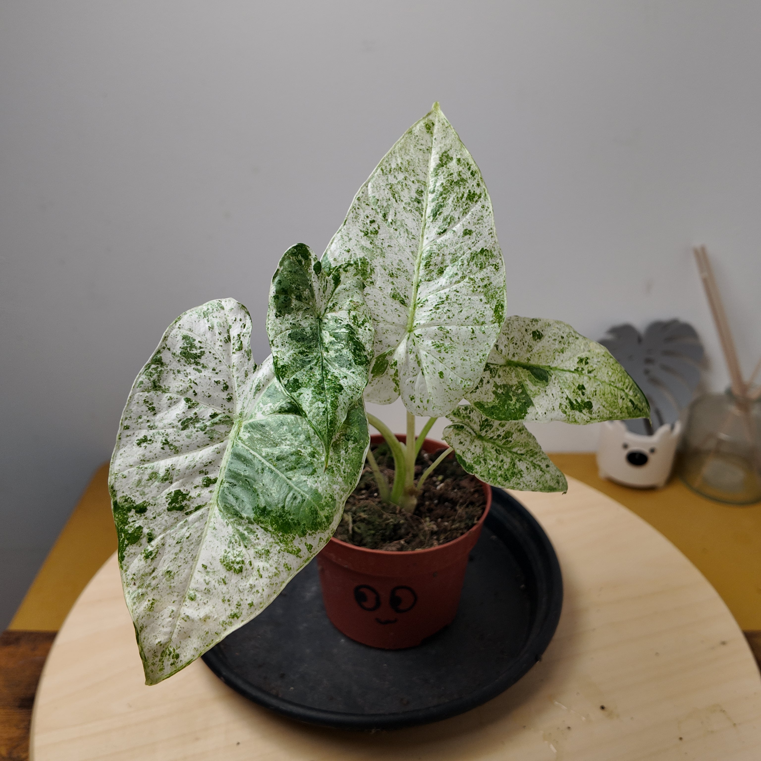 Alocasia odora batik variegata