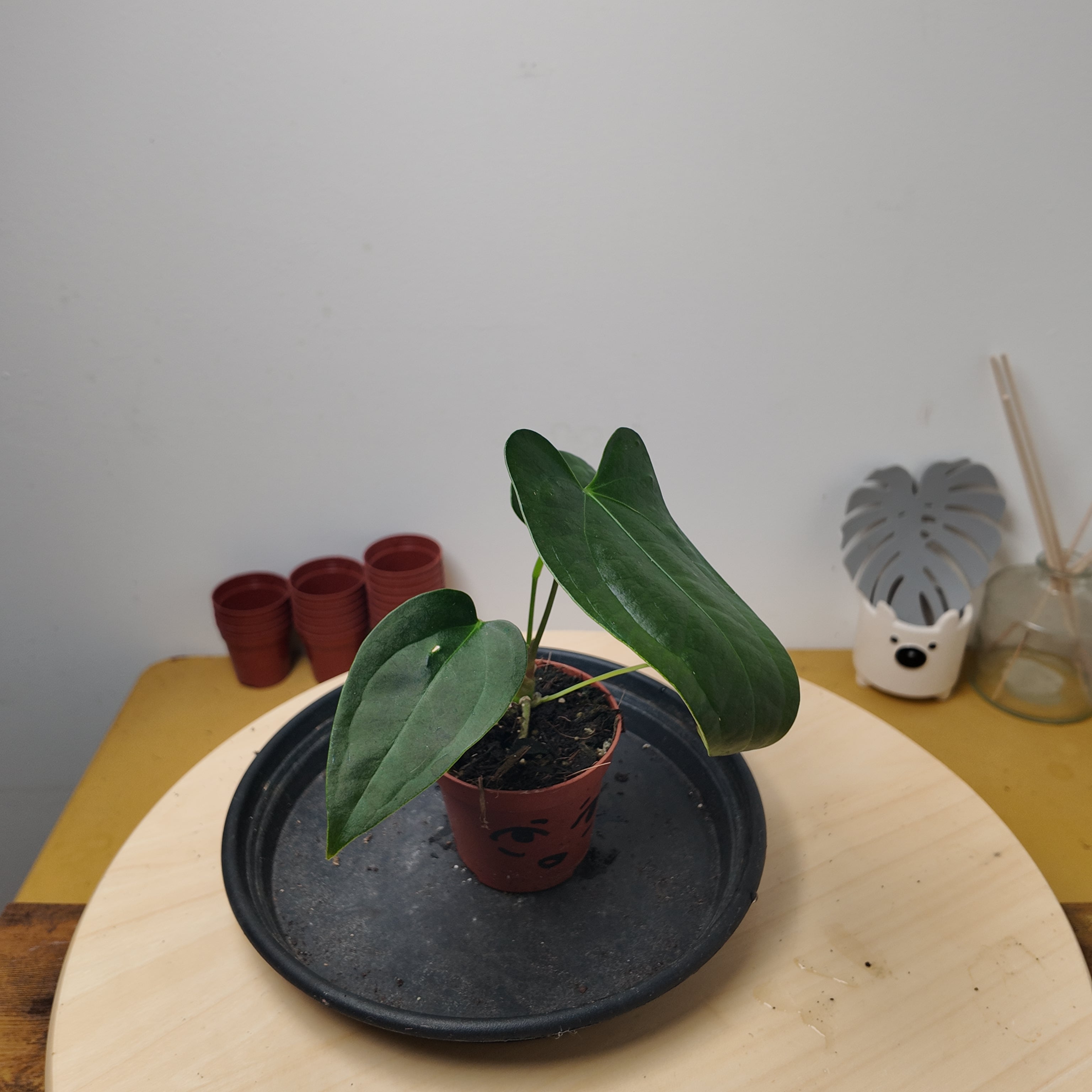 Anthurium 'Napo'
