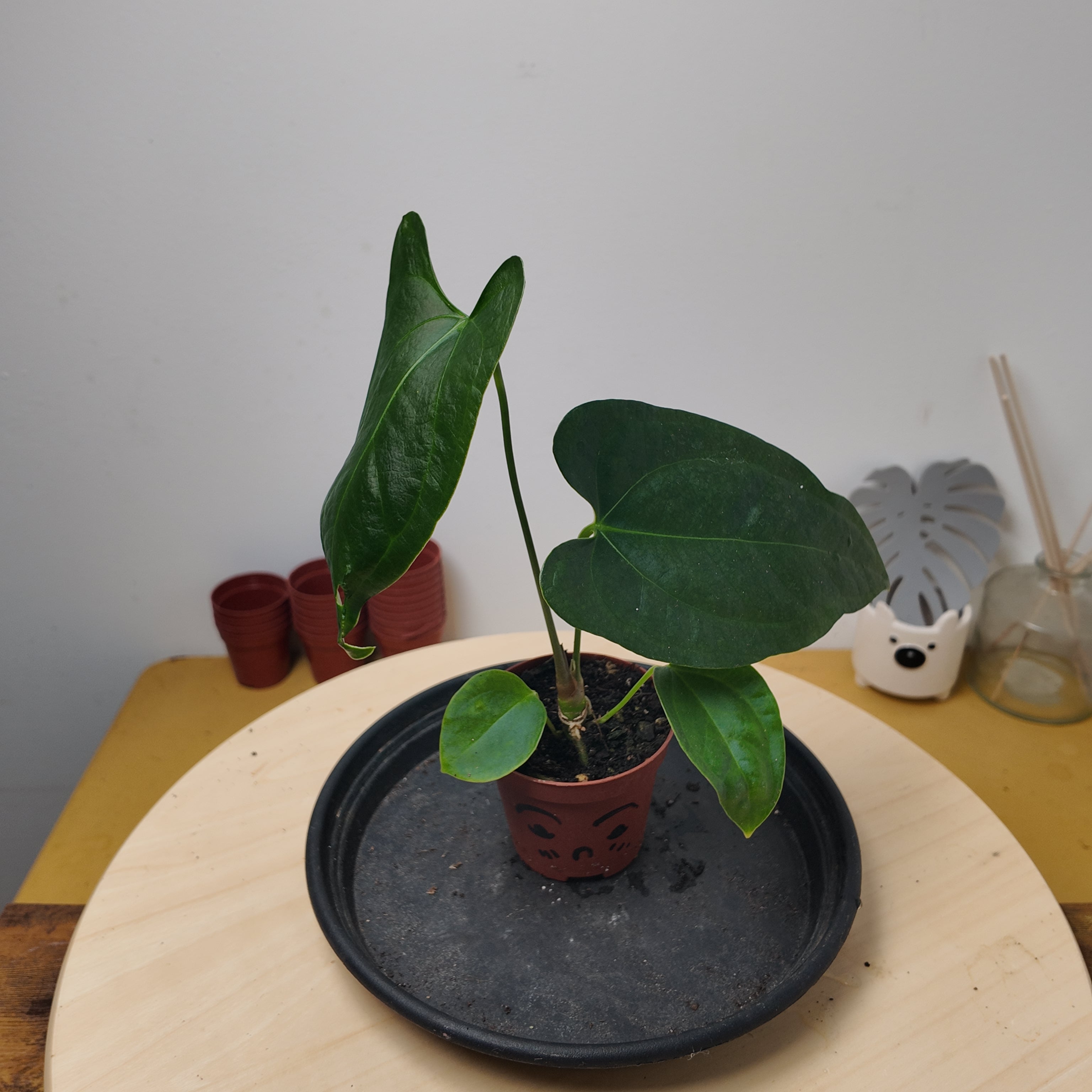 Anthurium 'Napo'