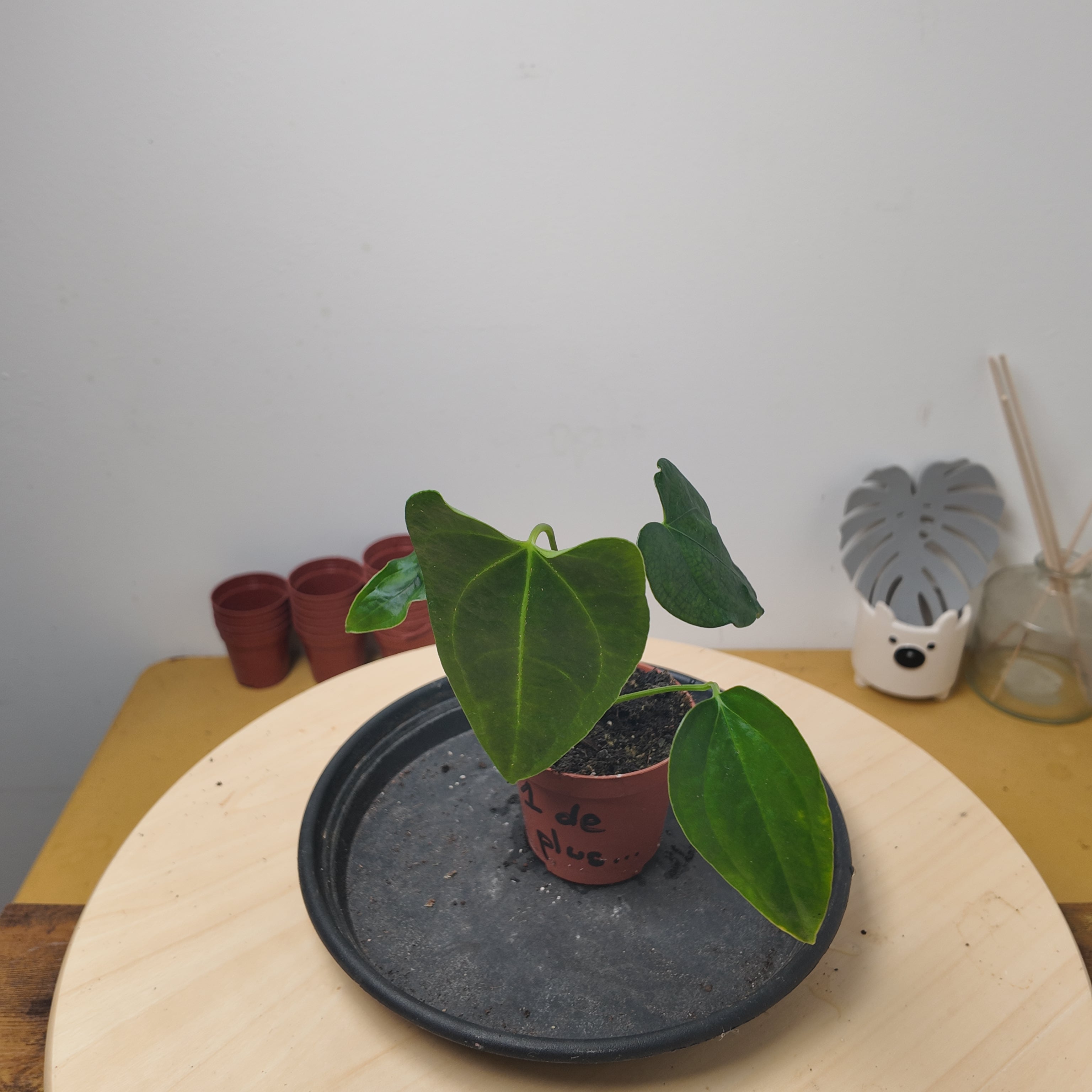 Anthurium 'Napo'