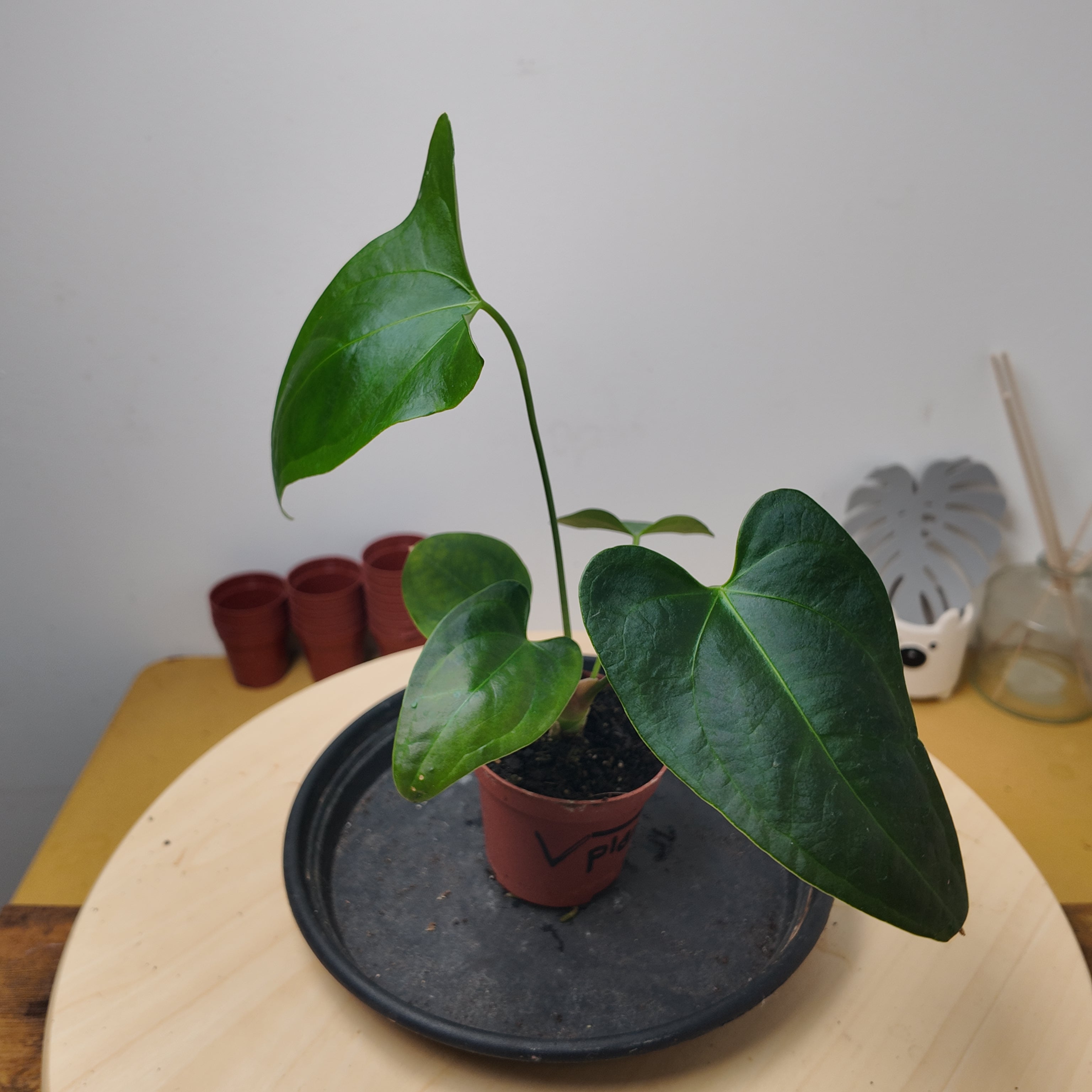 Anthurium 'Napo'