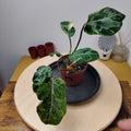 Philodendron gloriosum 'Snow Leopard'