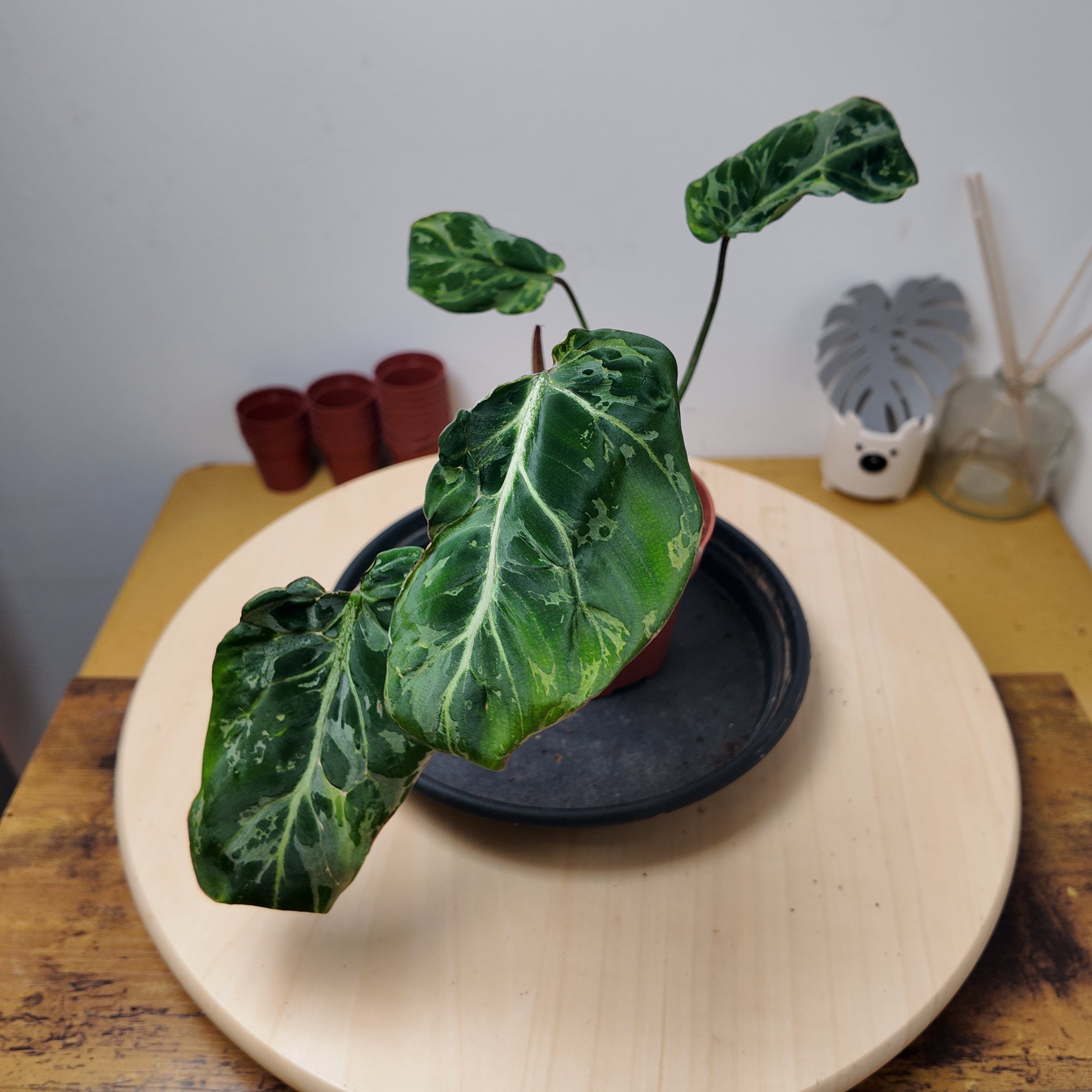 Philodendron gloriosum 'Snow Leopard'