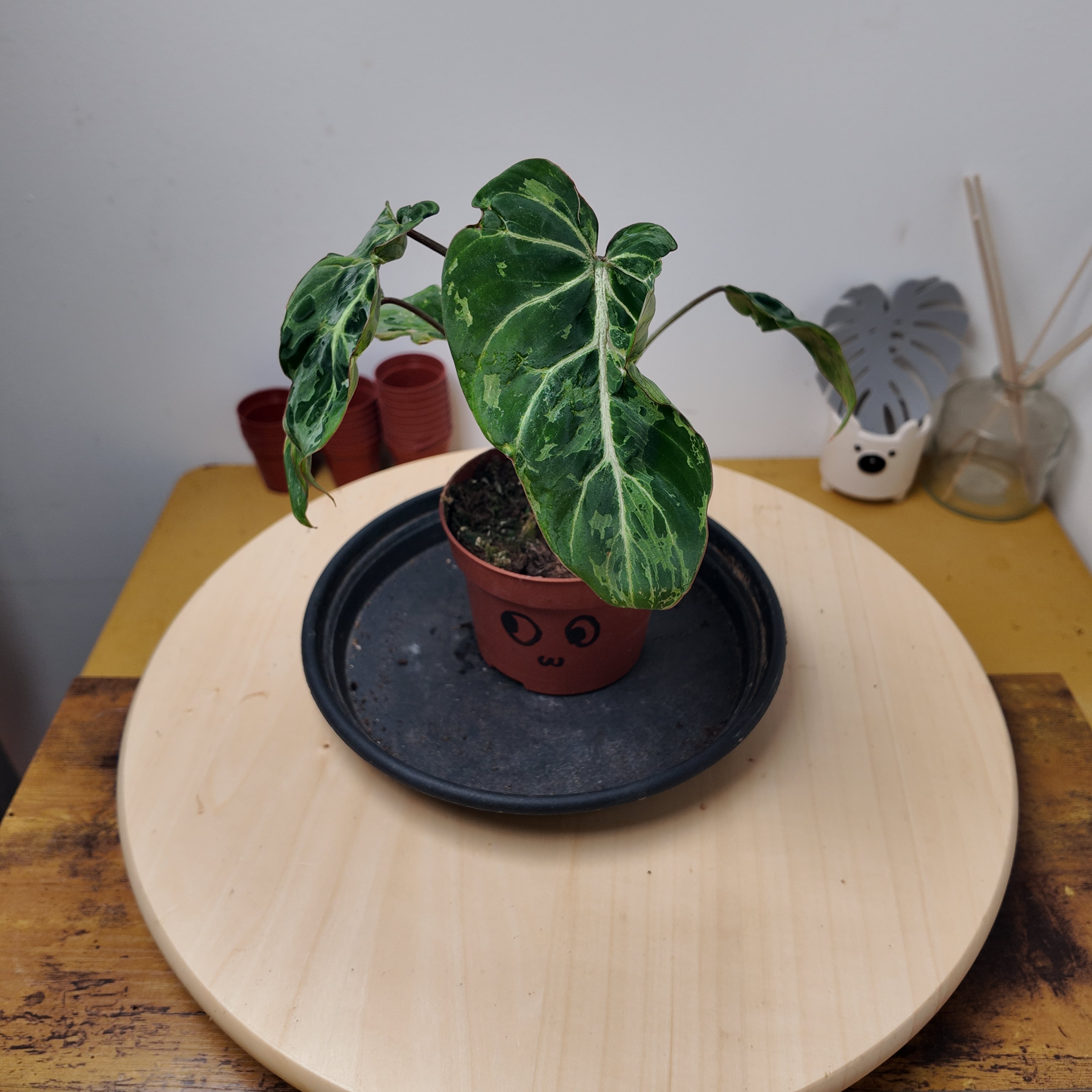 Philodendron gloriosum 'Snow Leopard'