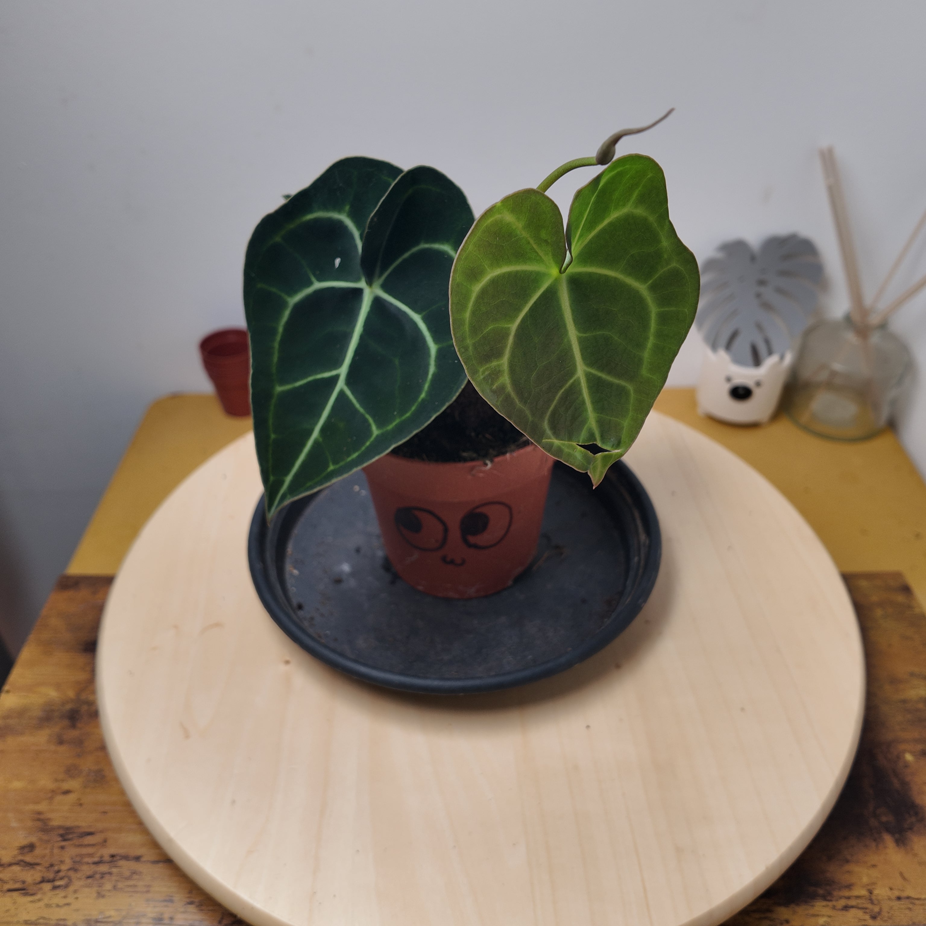 Anthurium clarinervium