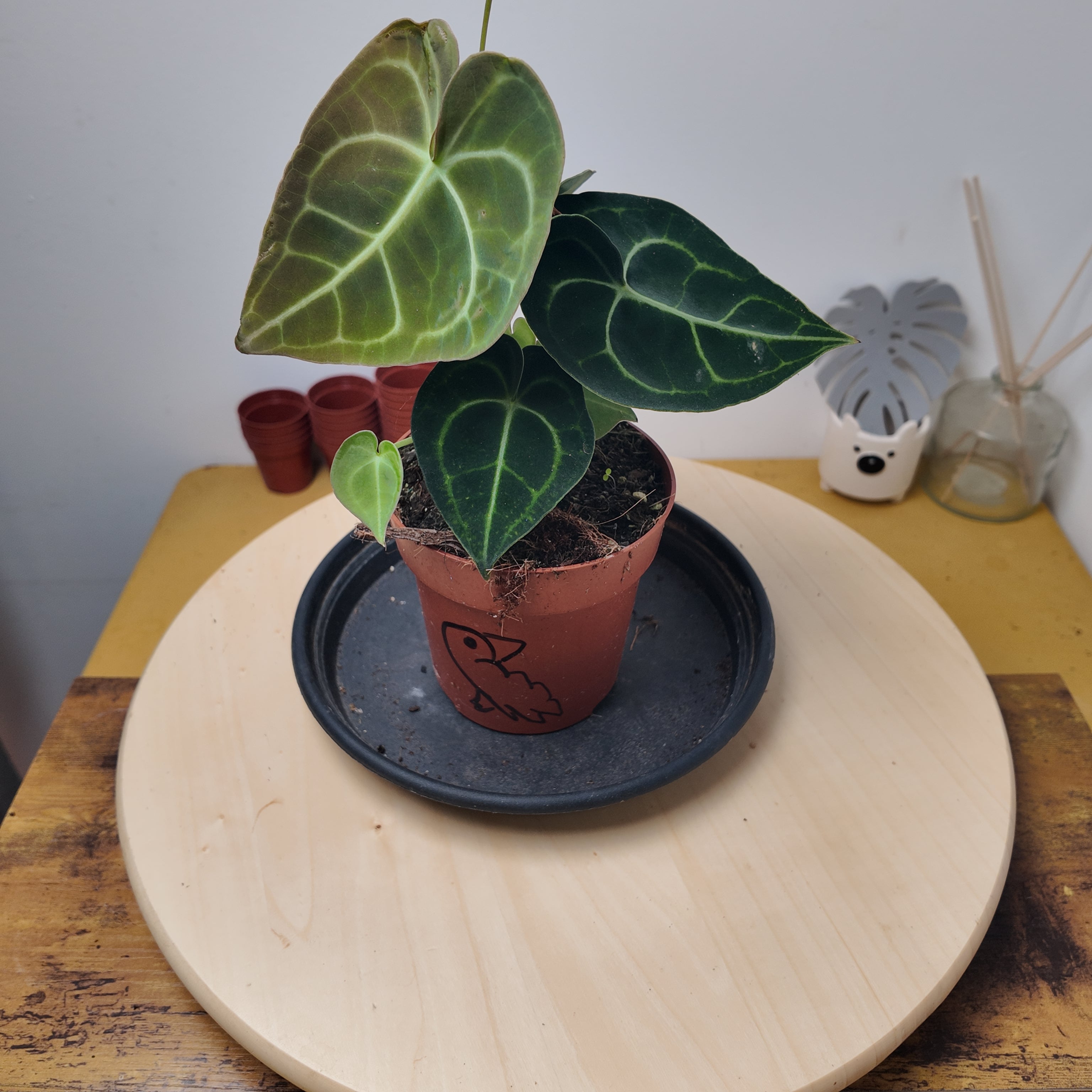 Anthurium clarinervium
