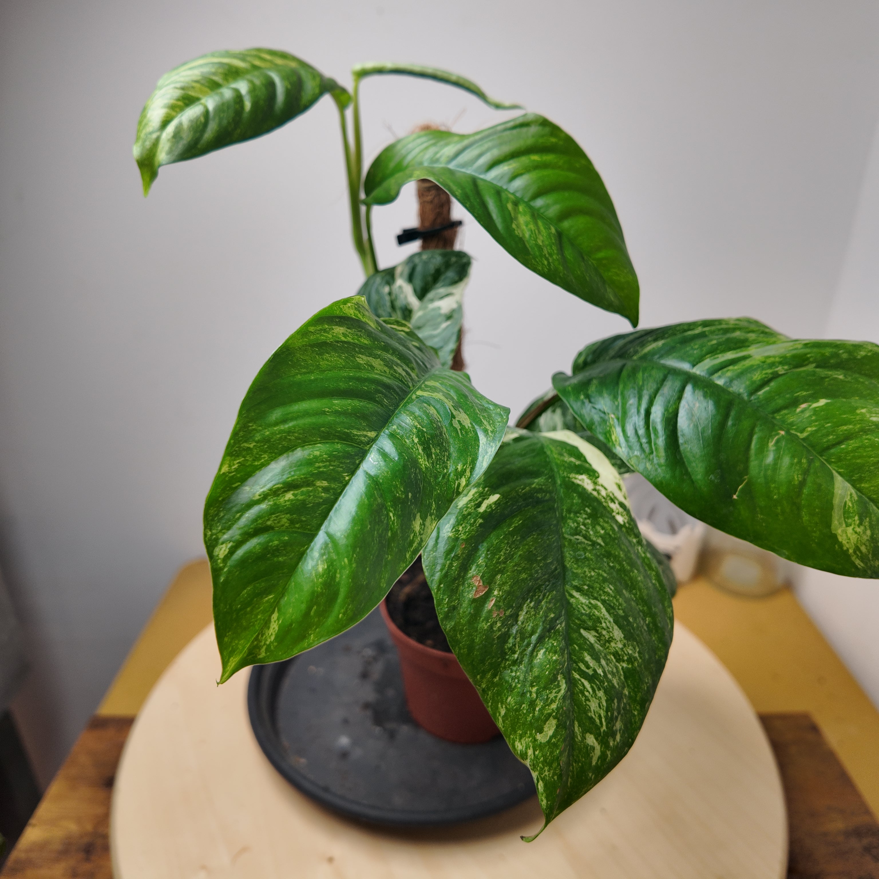 Rhaphidophora puberula 'Variegata