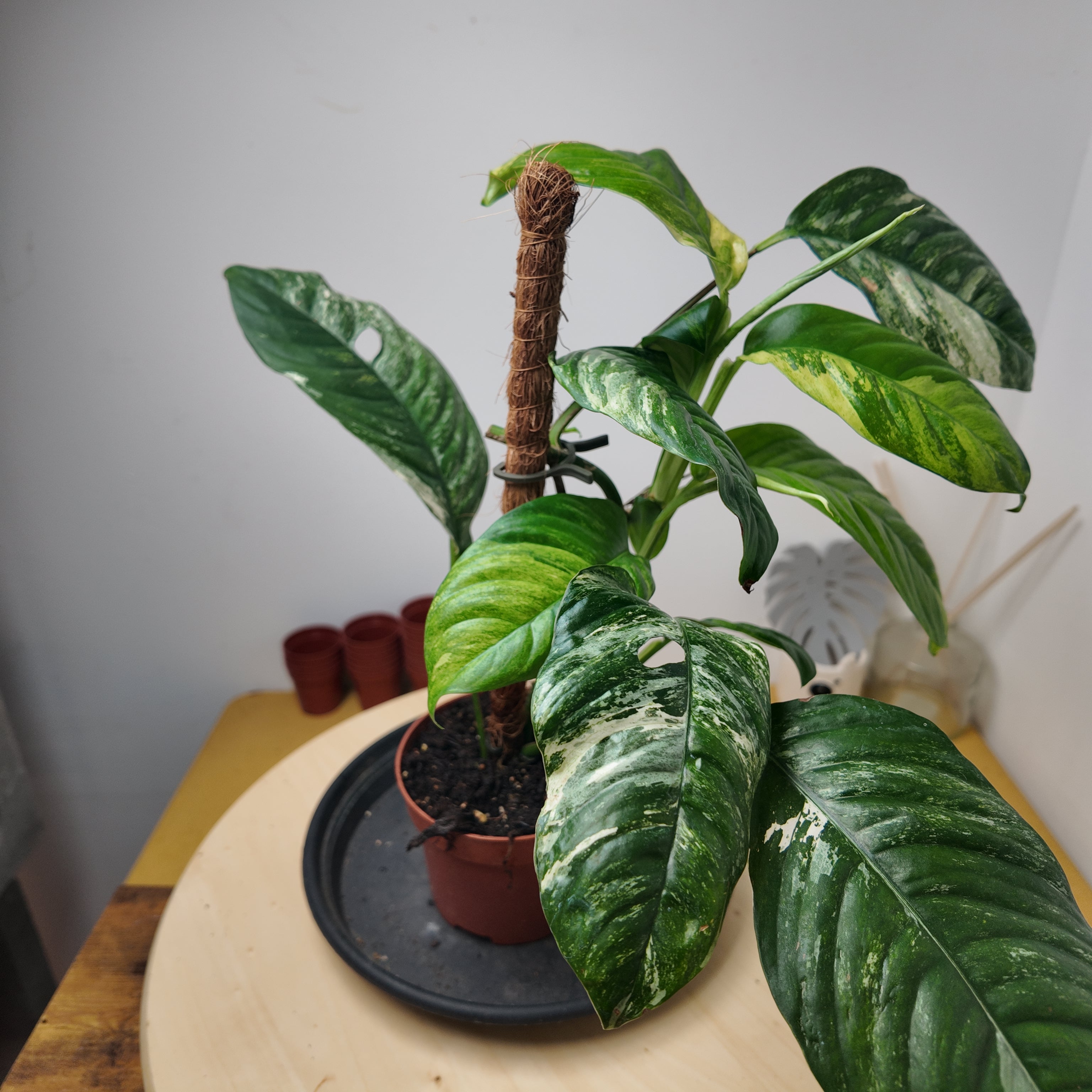 Rhaphidophora puberula 'Variegata