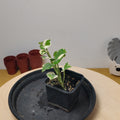 Pothos N'joy