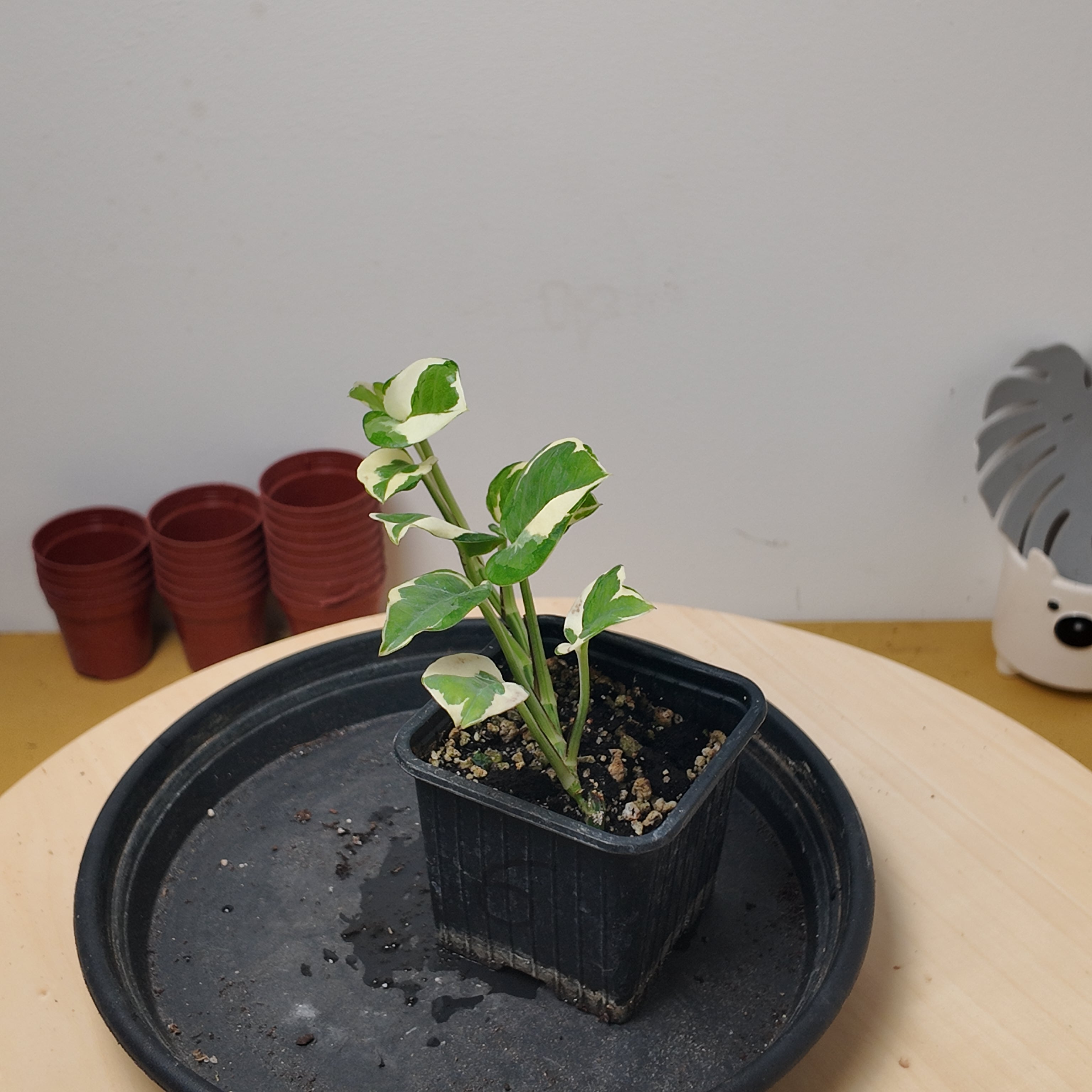 Pothos N'joy