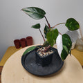 Philodendron red Anderson
