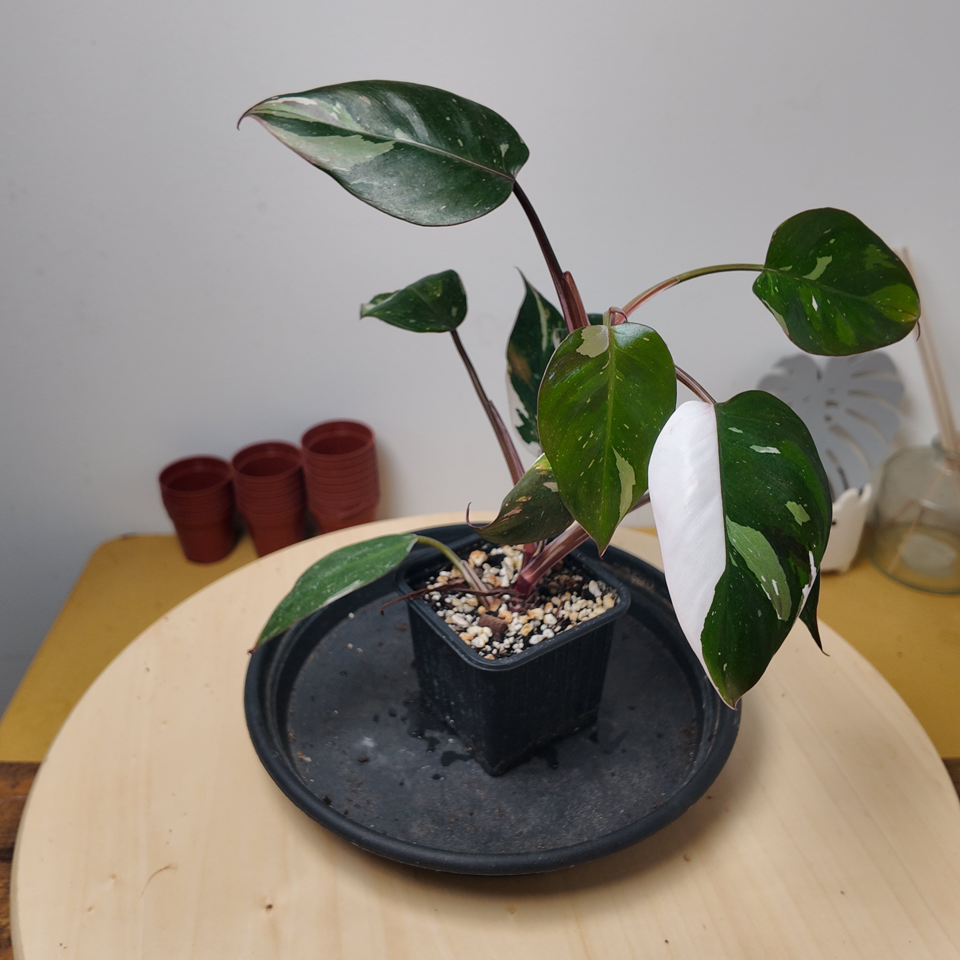Philodendron red Anderson