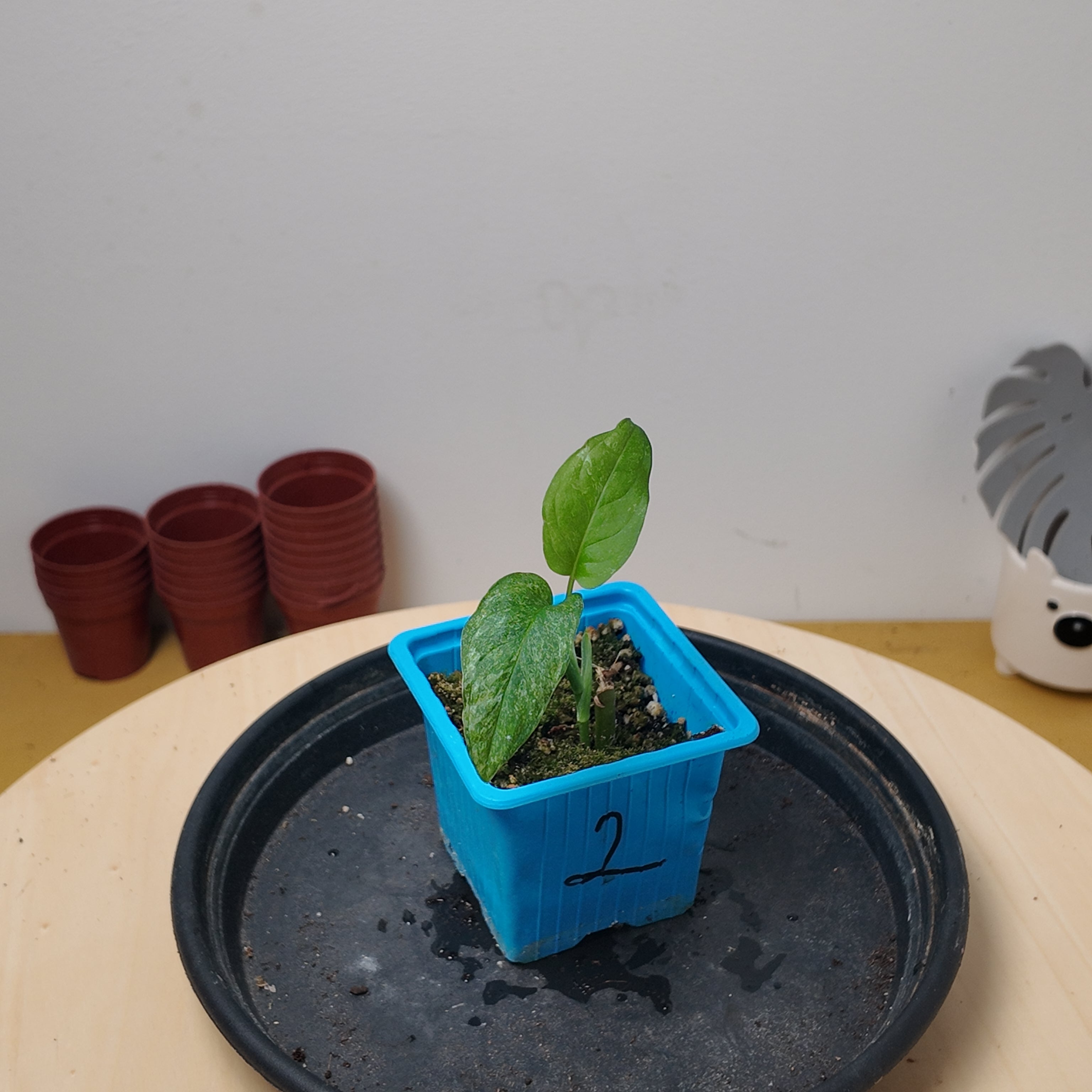 Monstera adansonii mint