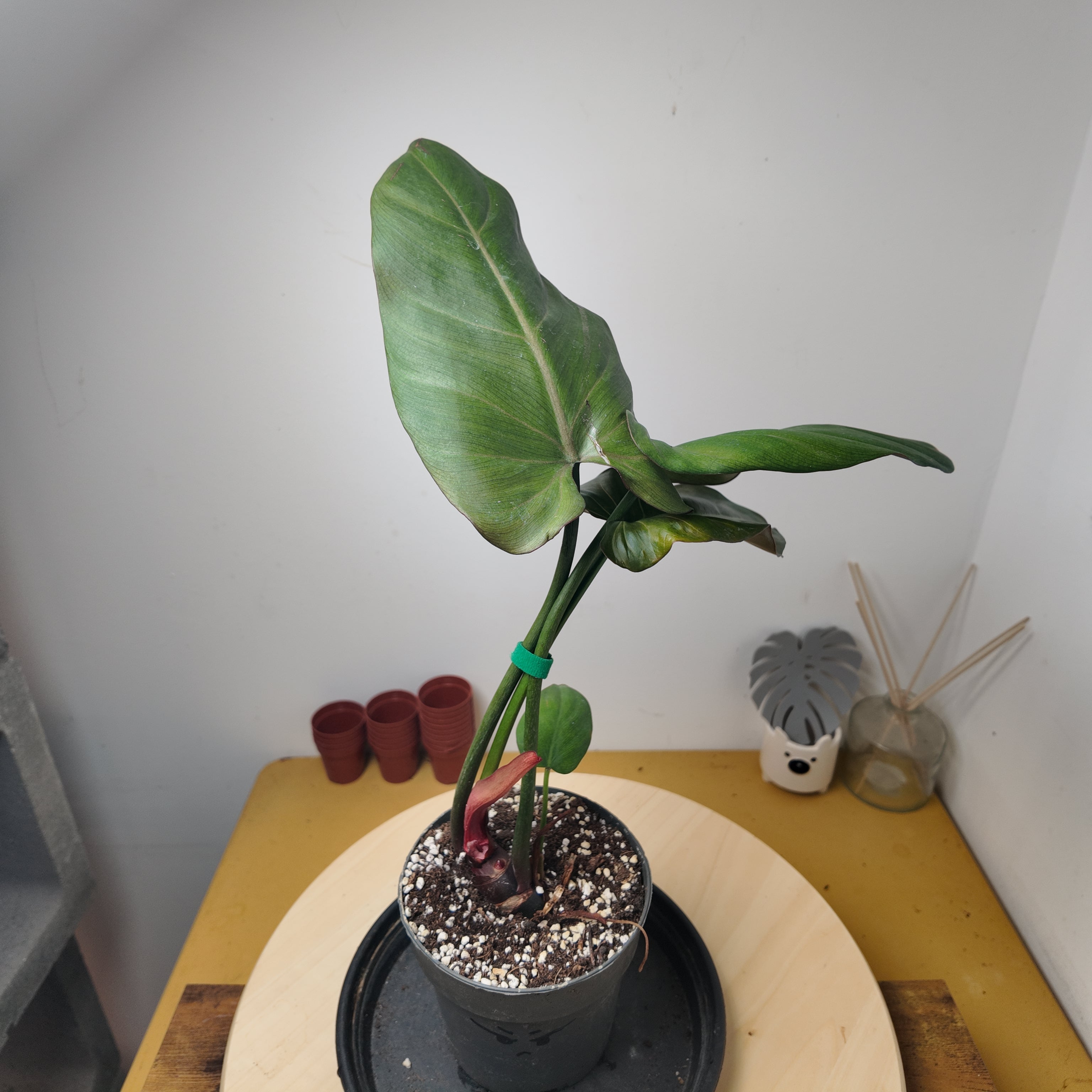 Philodendron Sumer of Glory