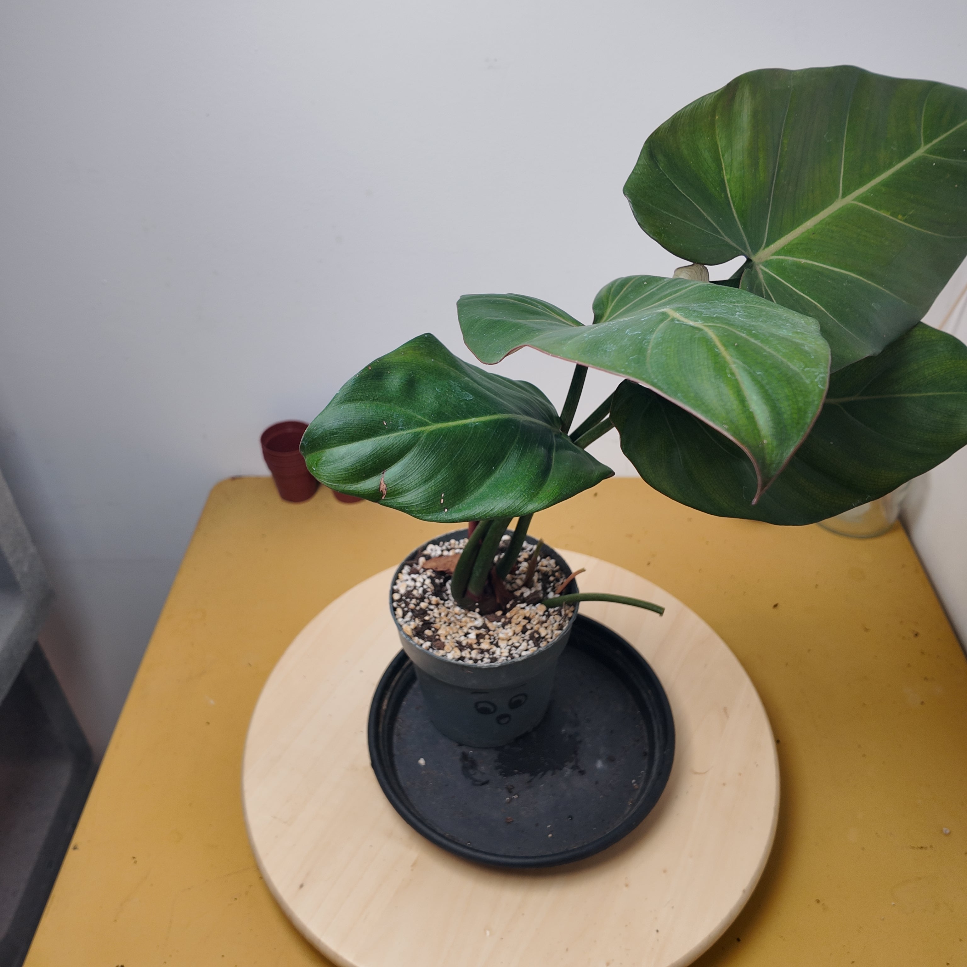 Philodendron Sumer of Glory