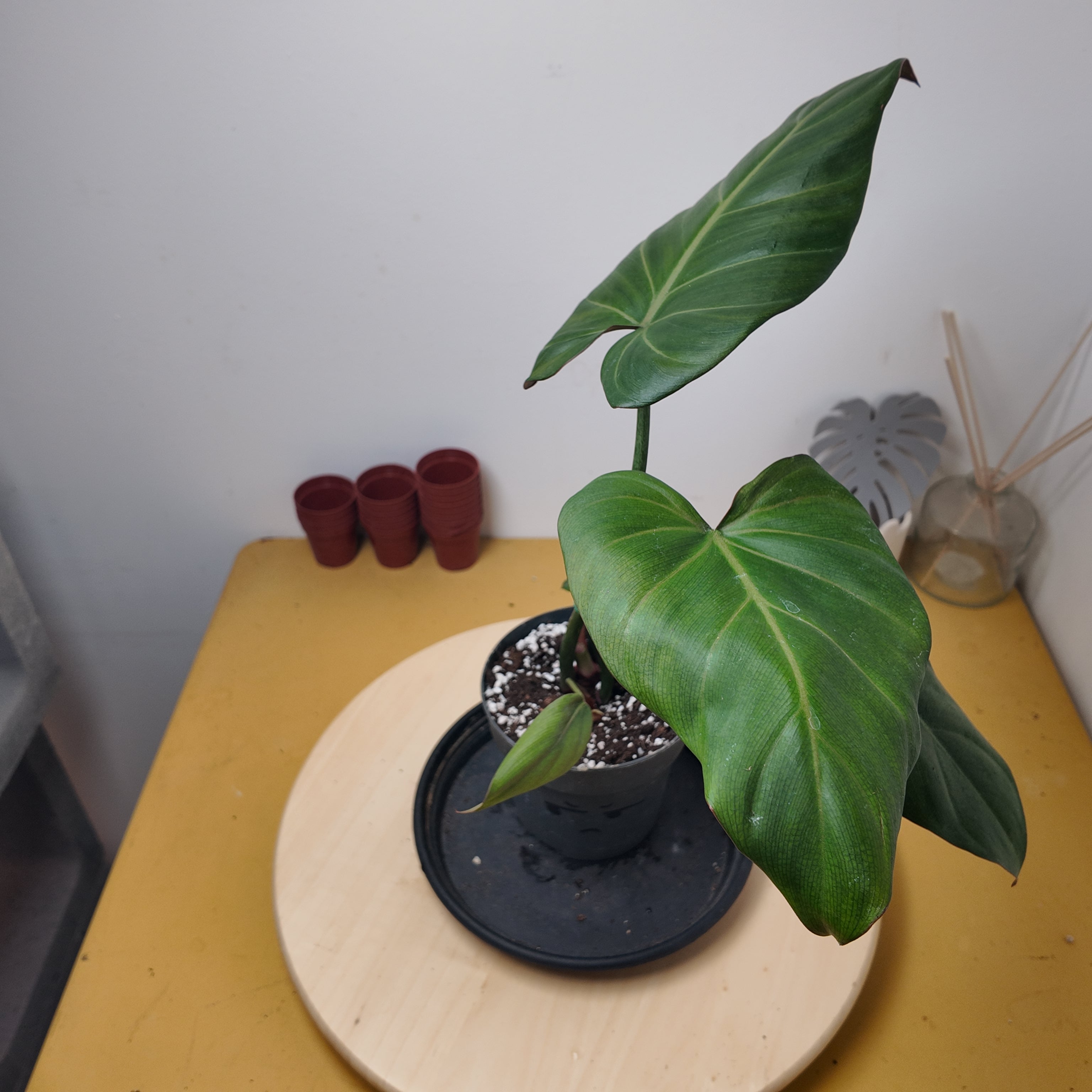 Philodendron Sumer of Glory