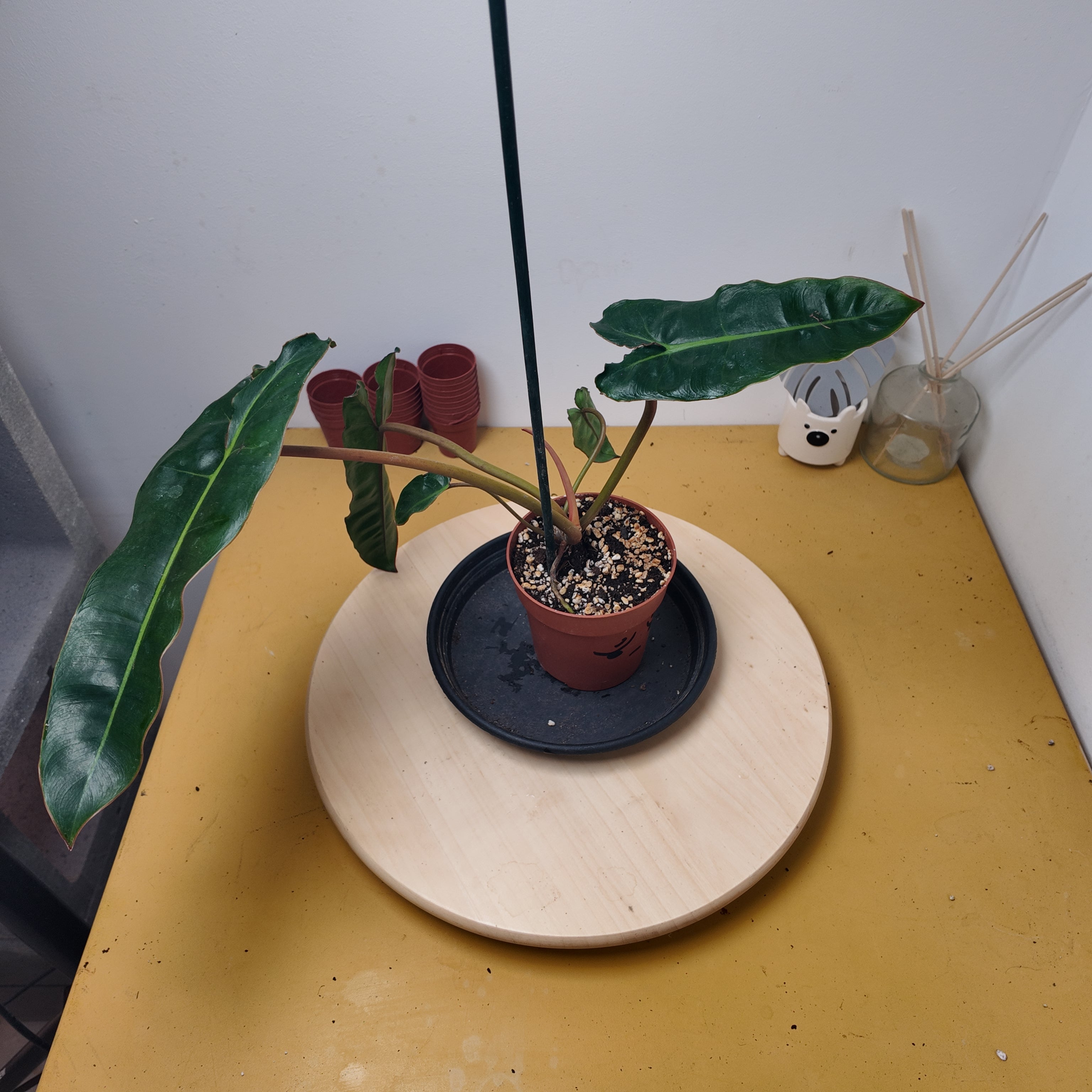 Philodendron billietiae