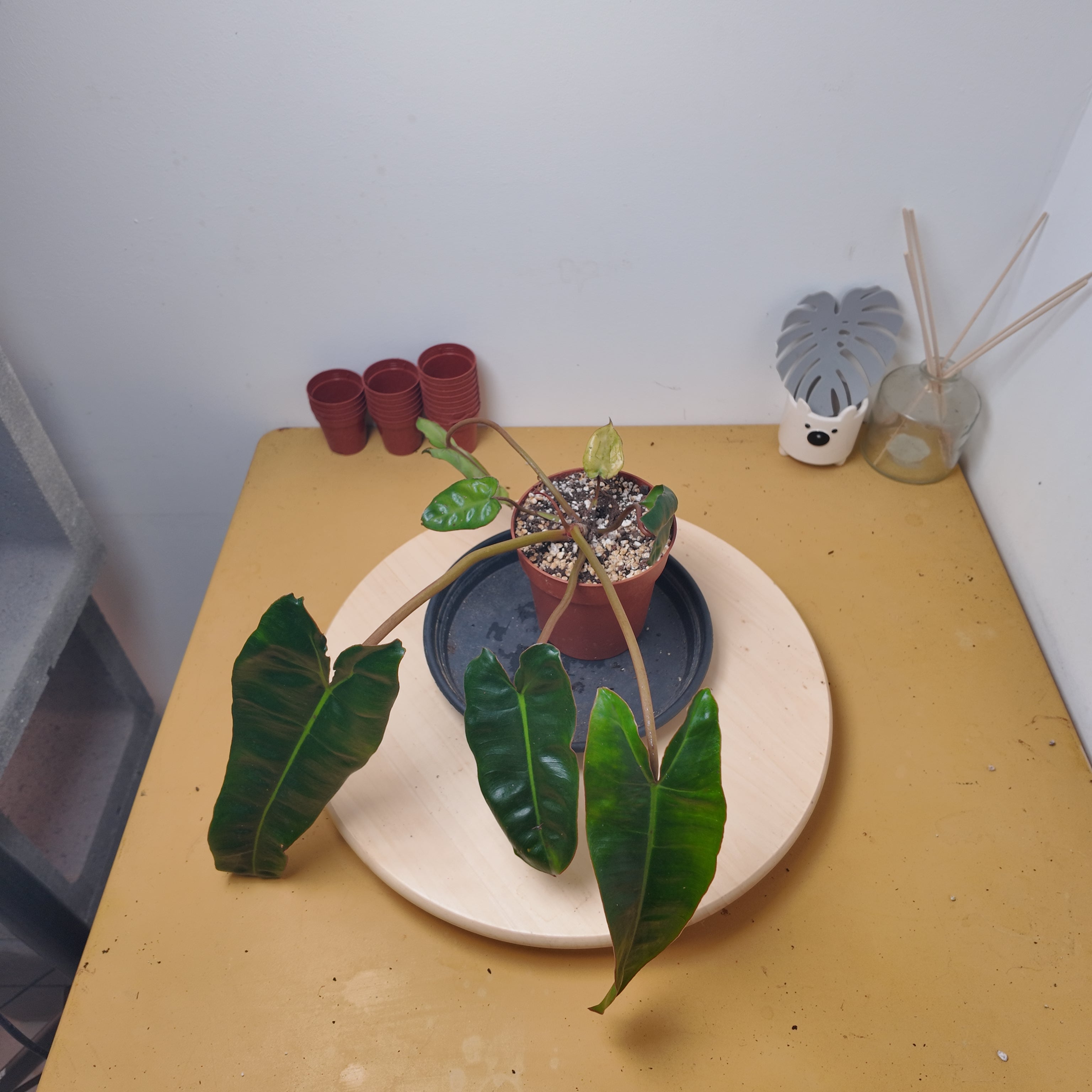 Philodendron billietiae