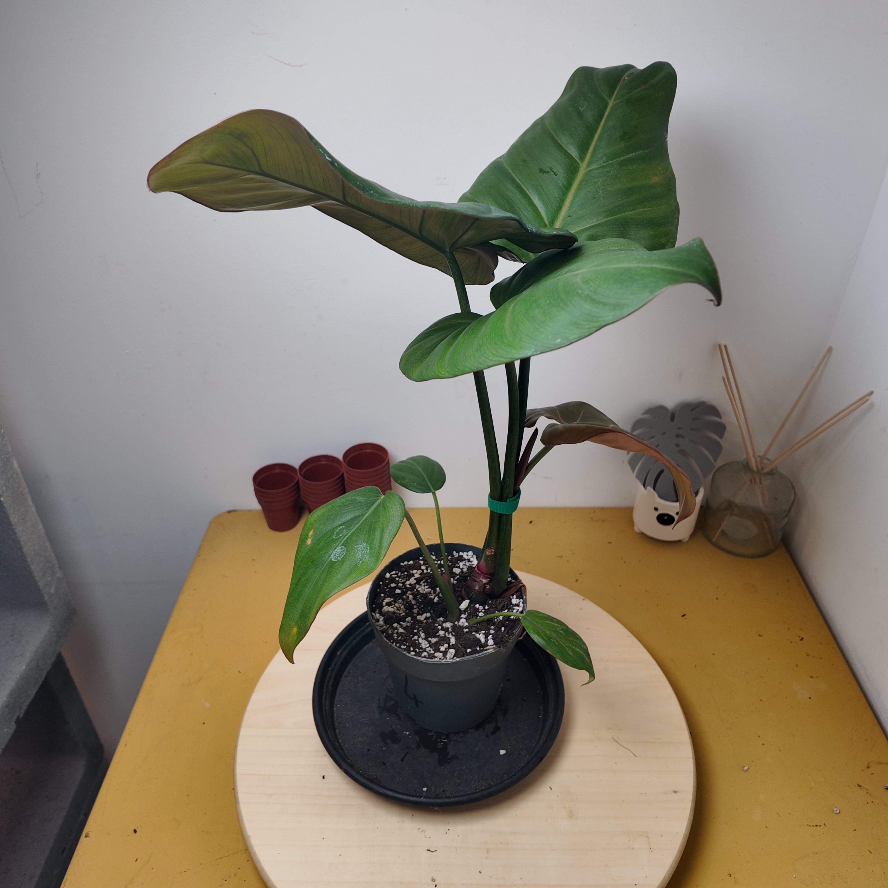 Philodendron Sumer of Glory