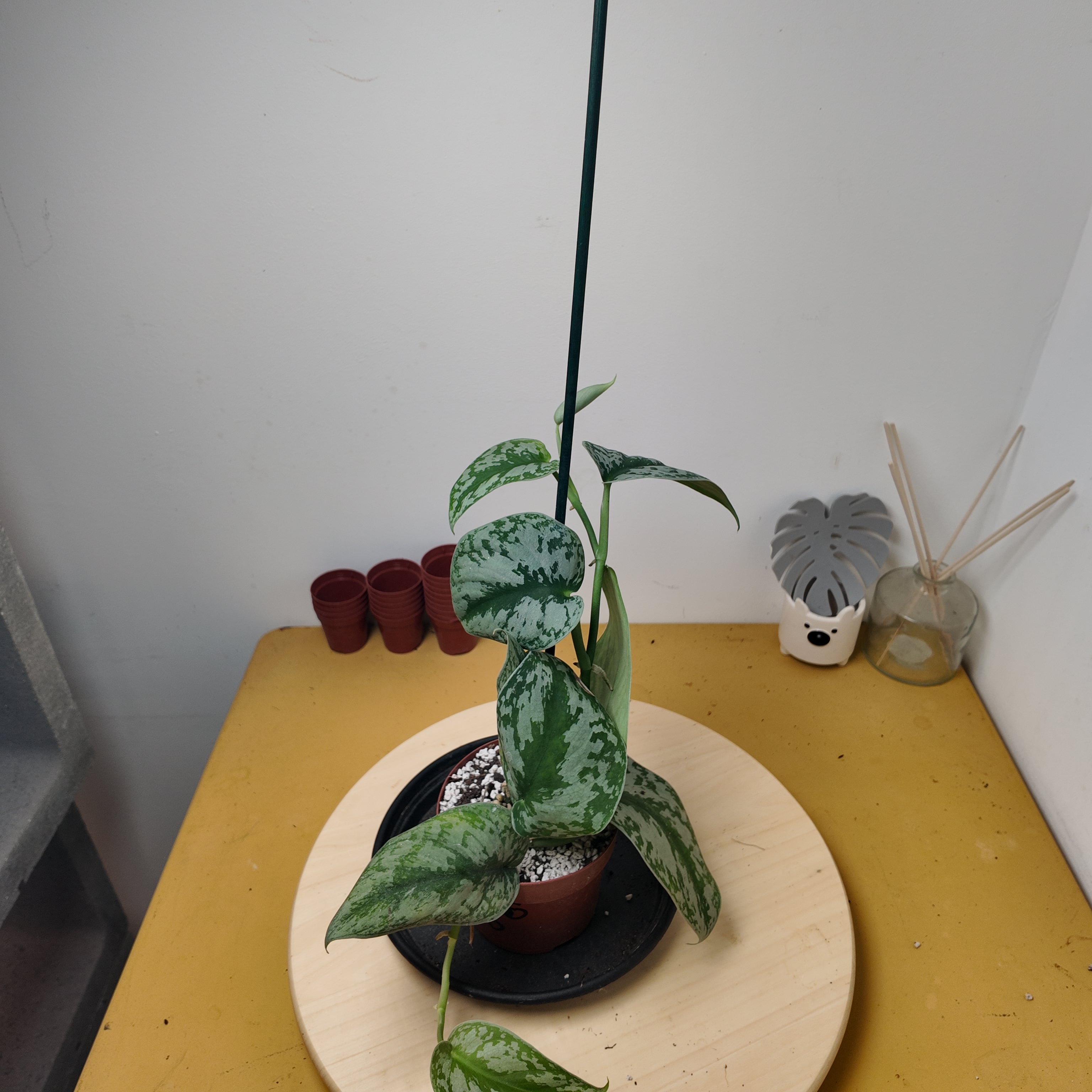 Philodendron scandens 'Pictus'