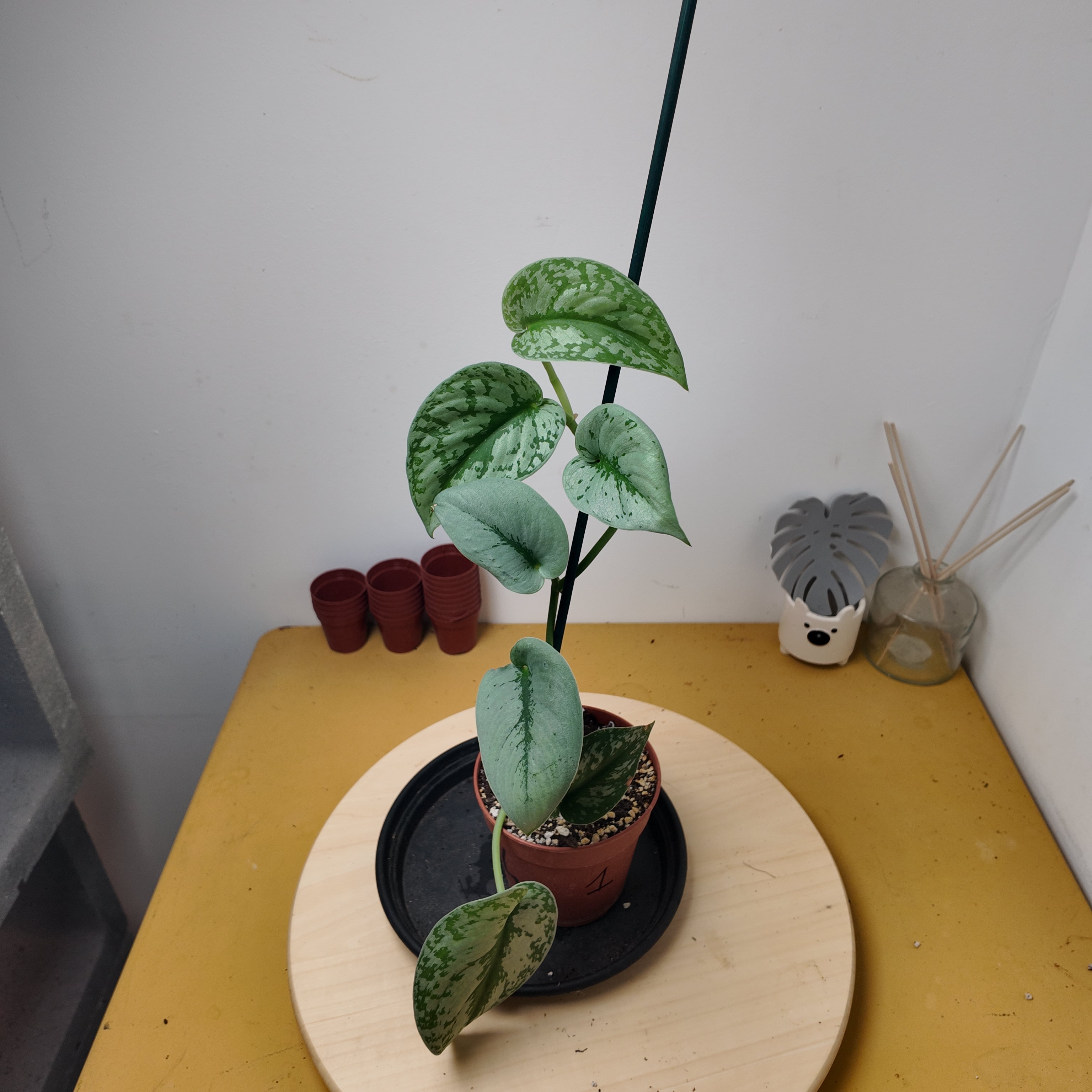 Philodendron scandens 'Pictus'