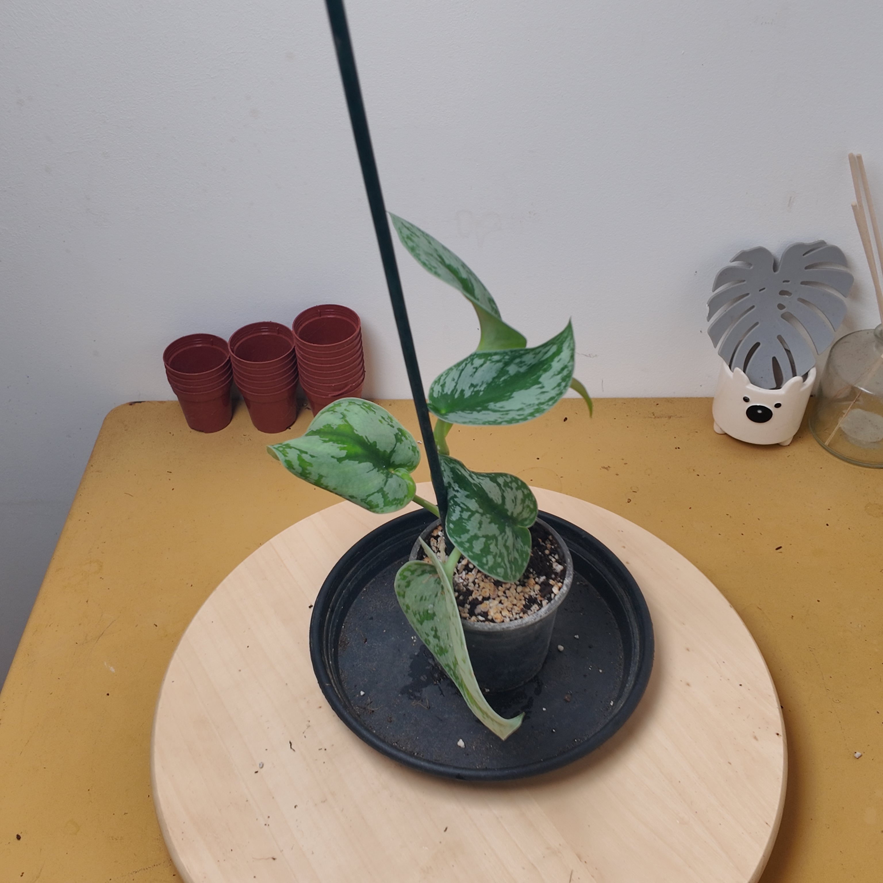 Philodendron scandens 'Pictus'