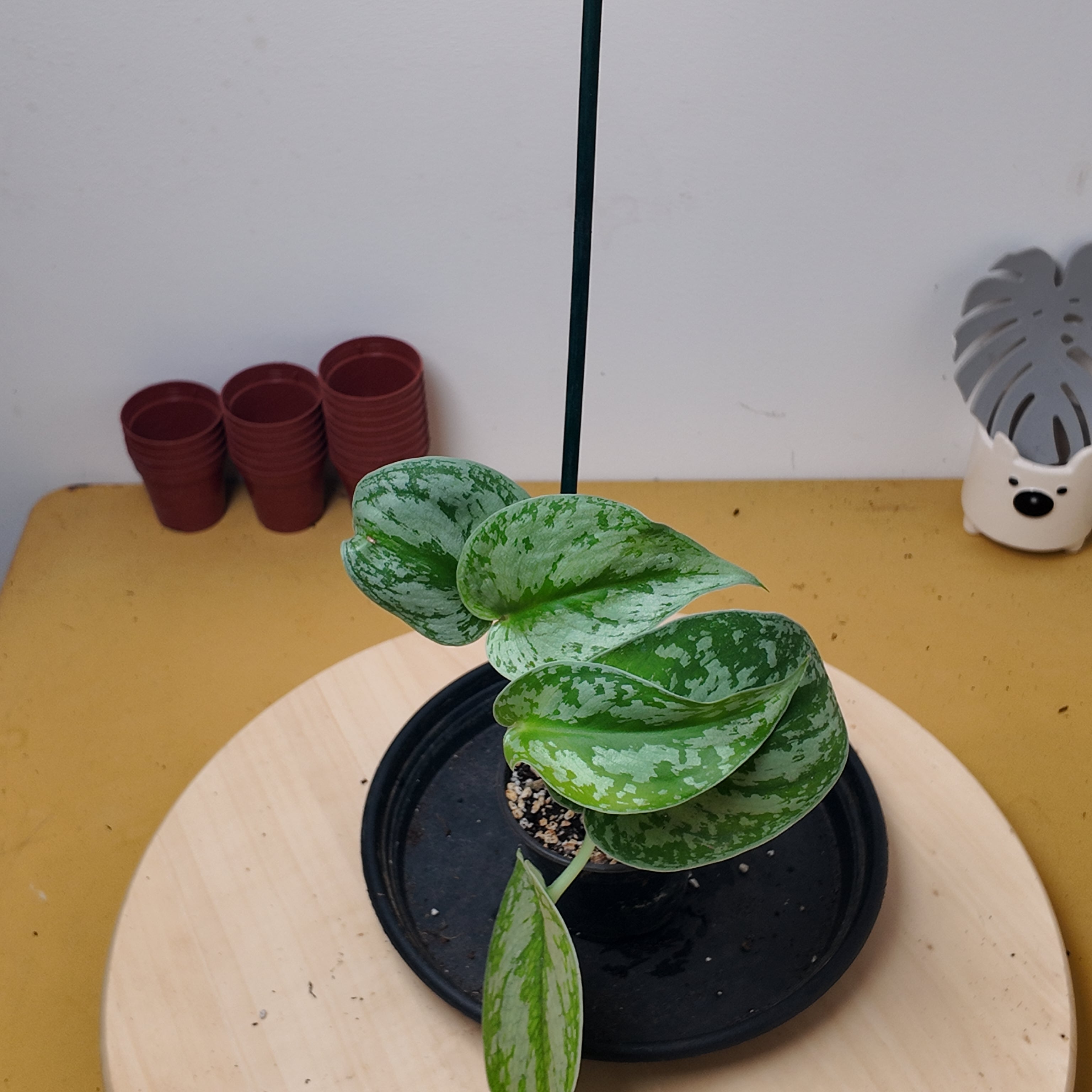 Philodendron scandens 'Pictus'