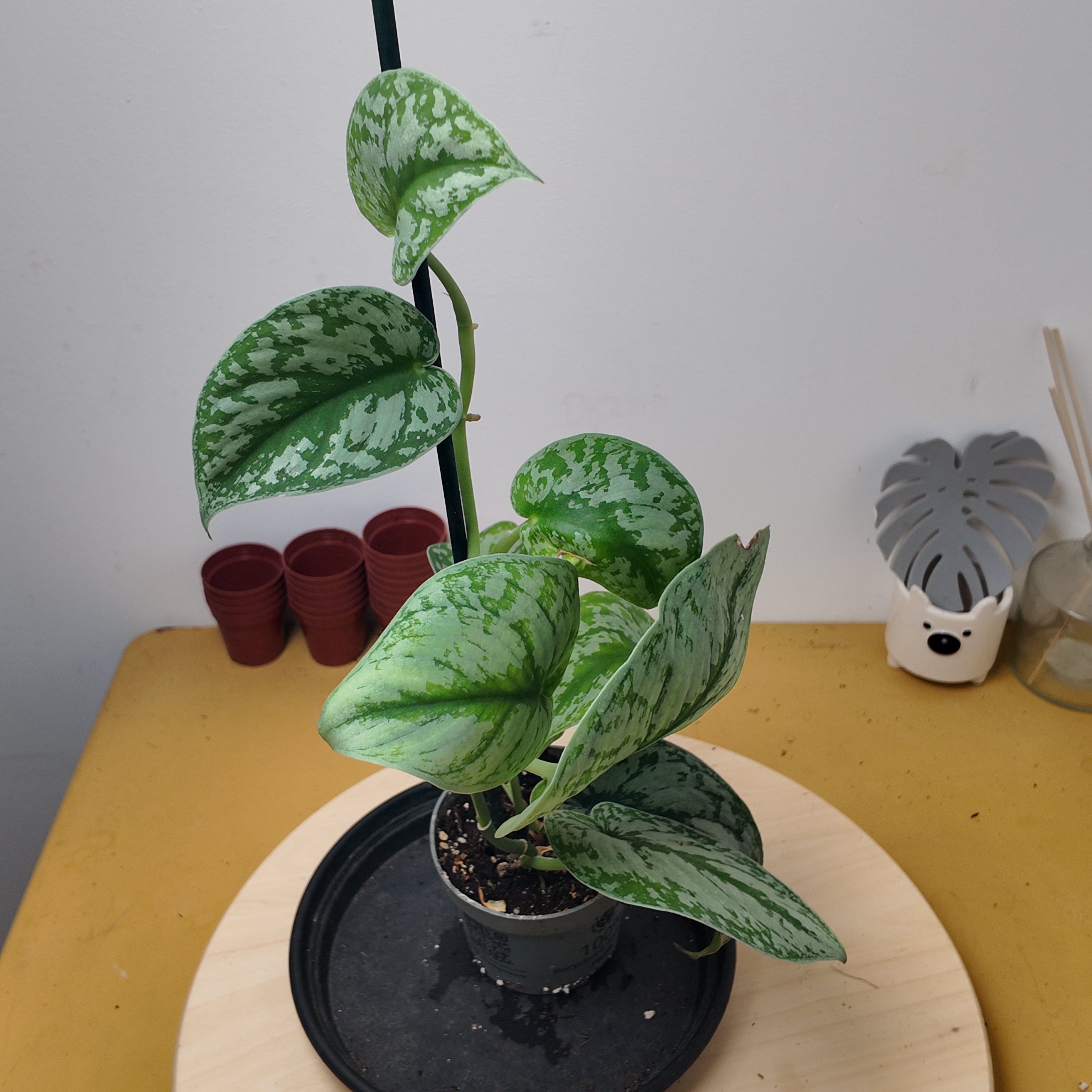 Philodendron scandens 'Pictus'