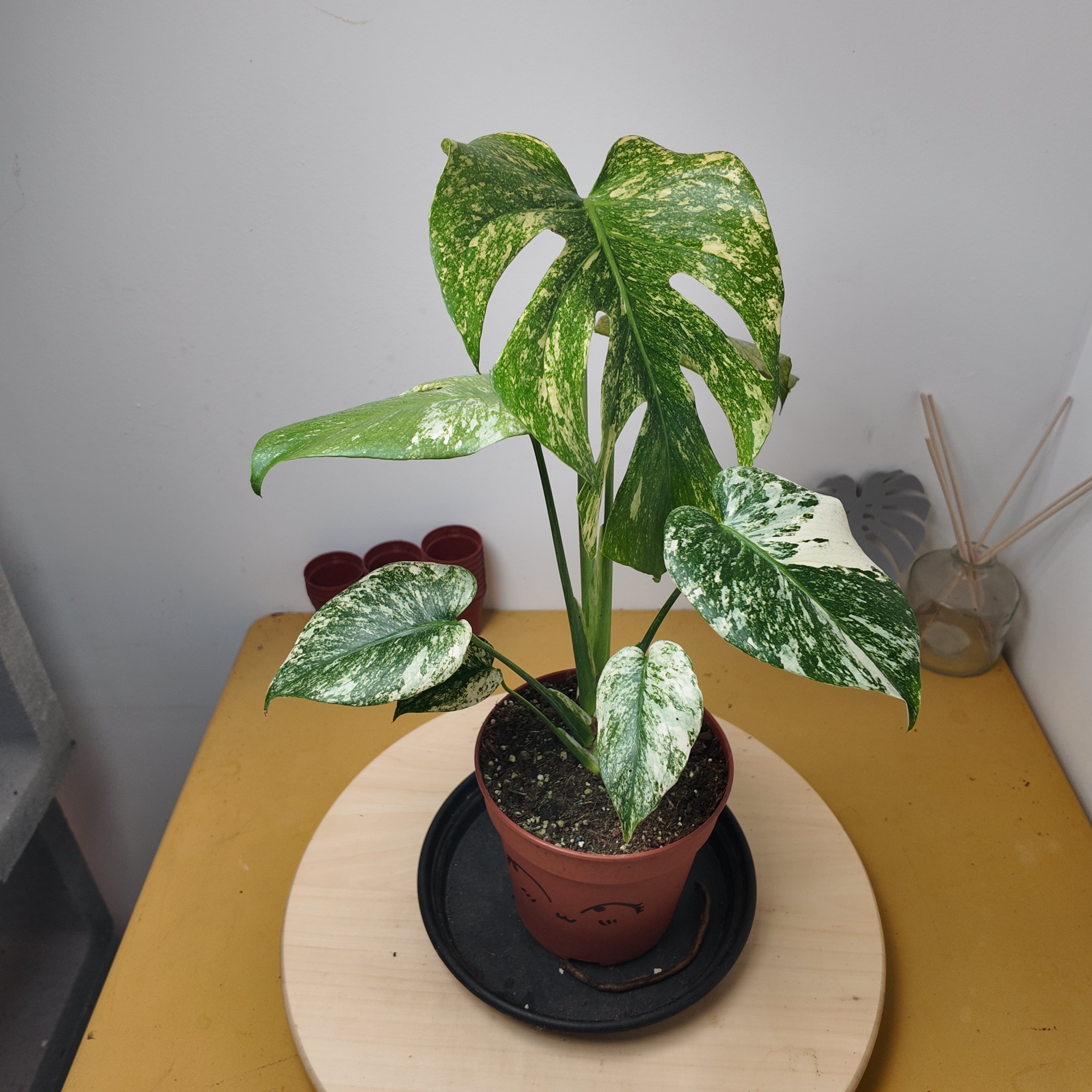 Monstera mint