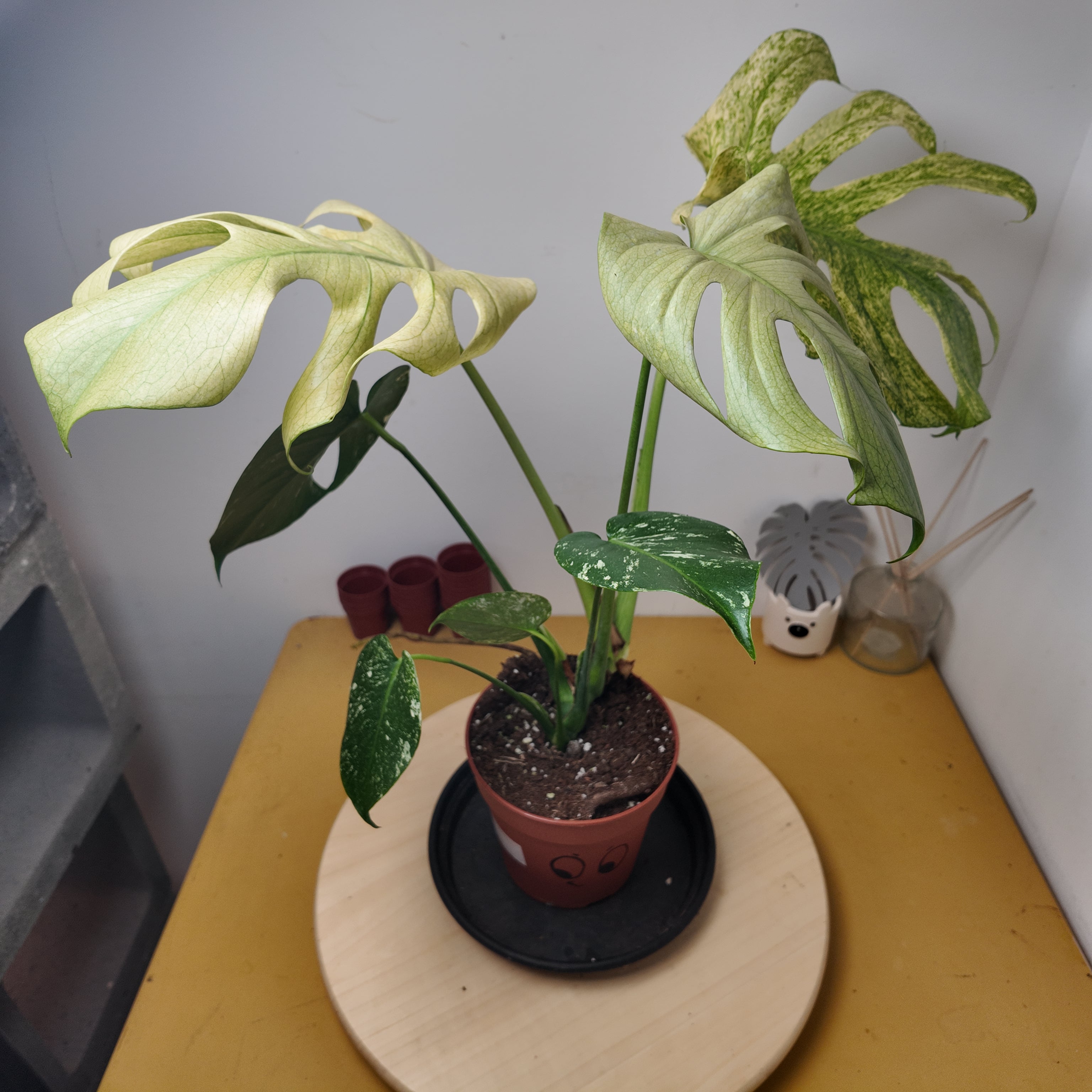 Monstera mint
