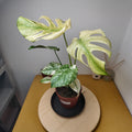 Monstera mint