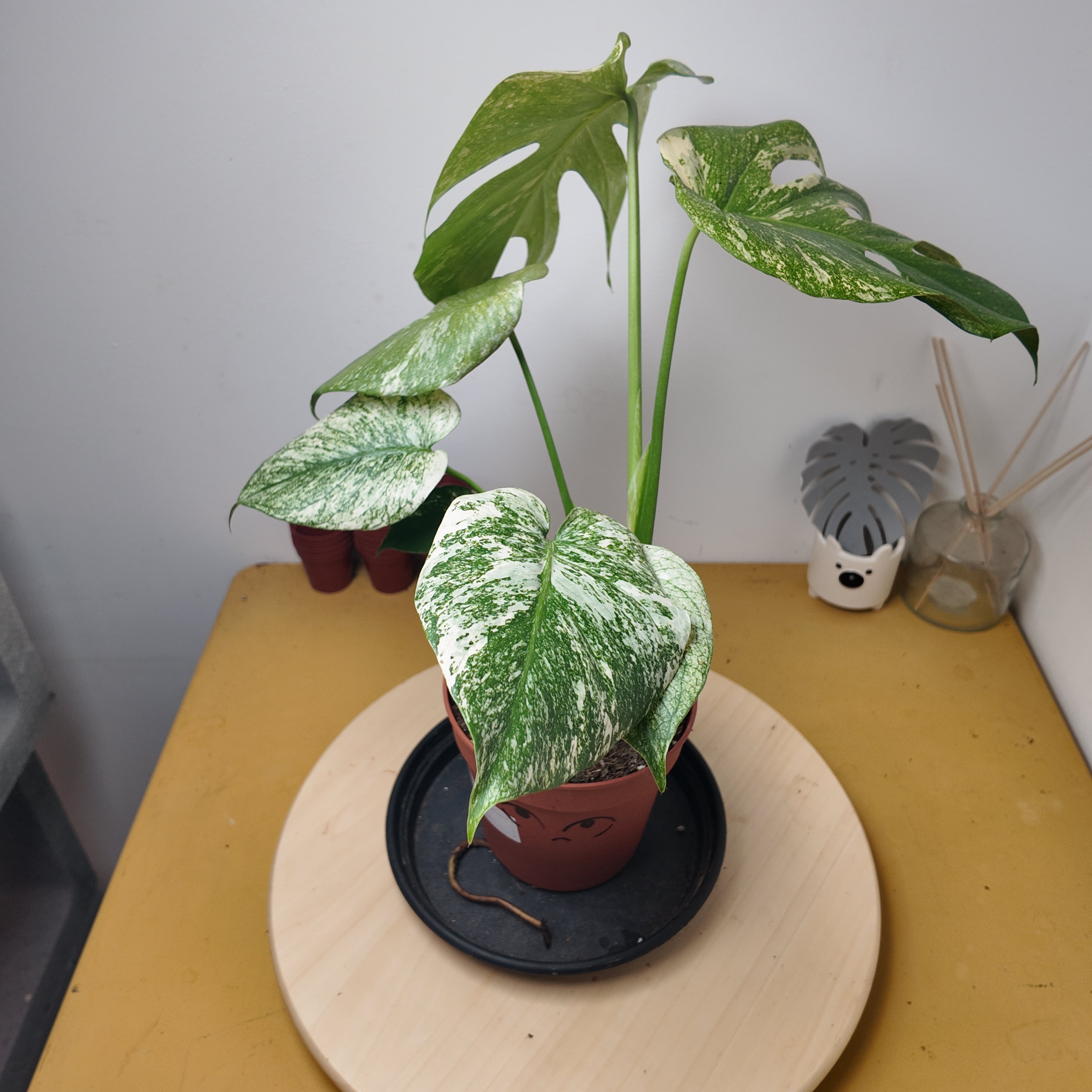 Monstera mint