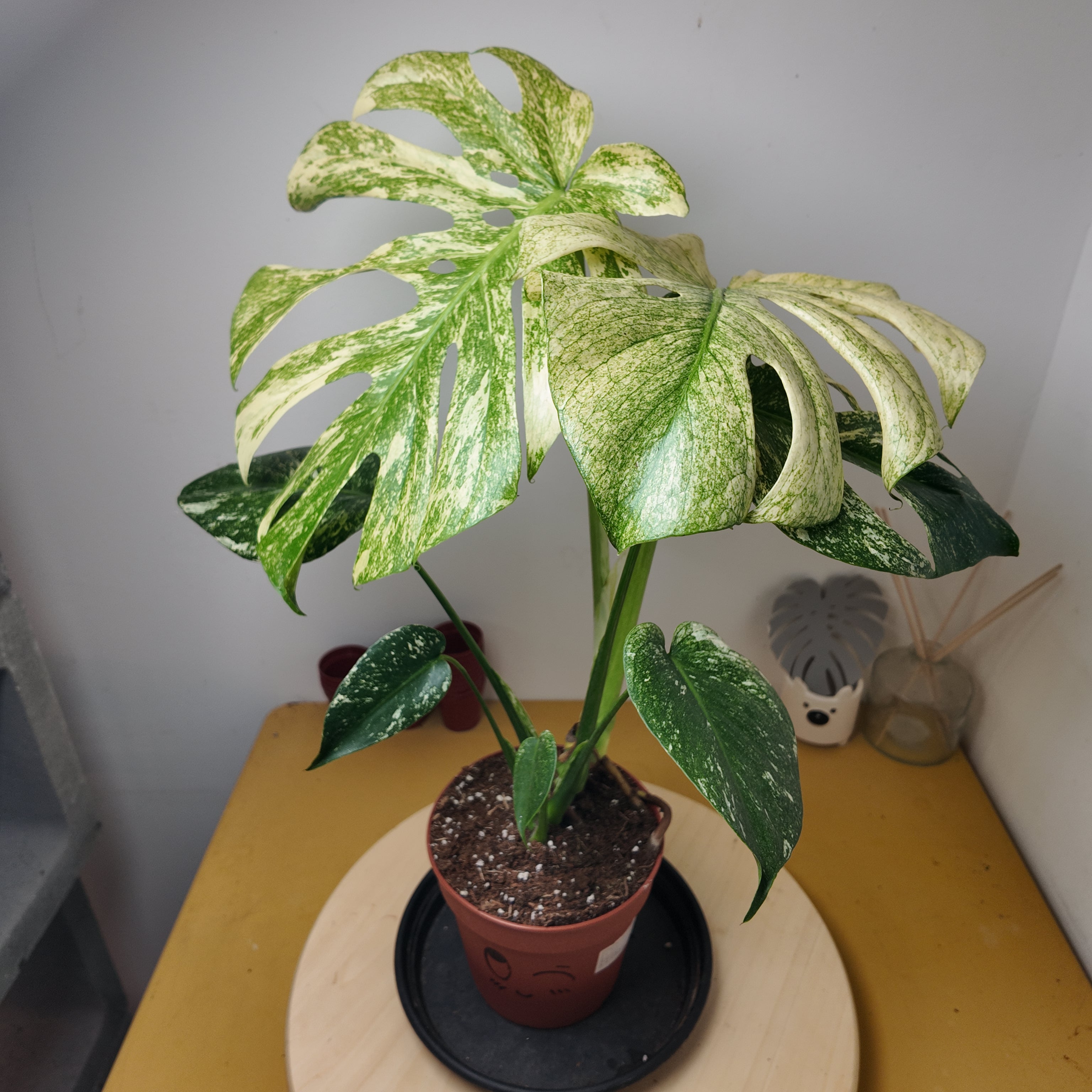 Monstera mint