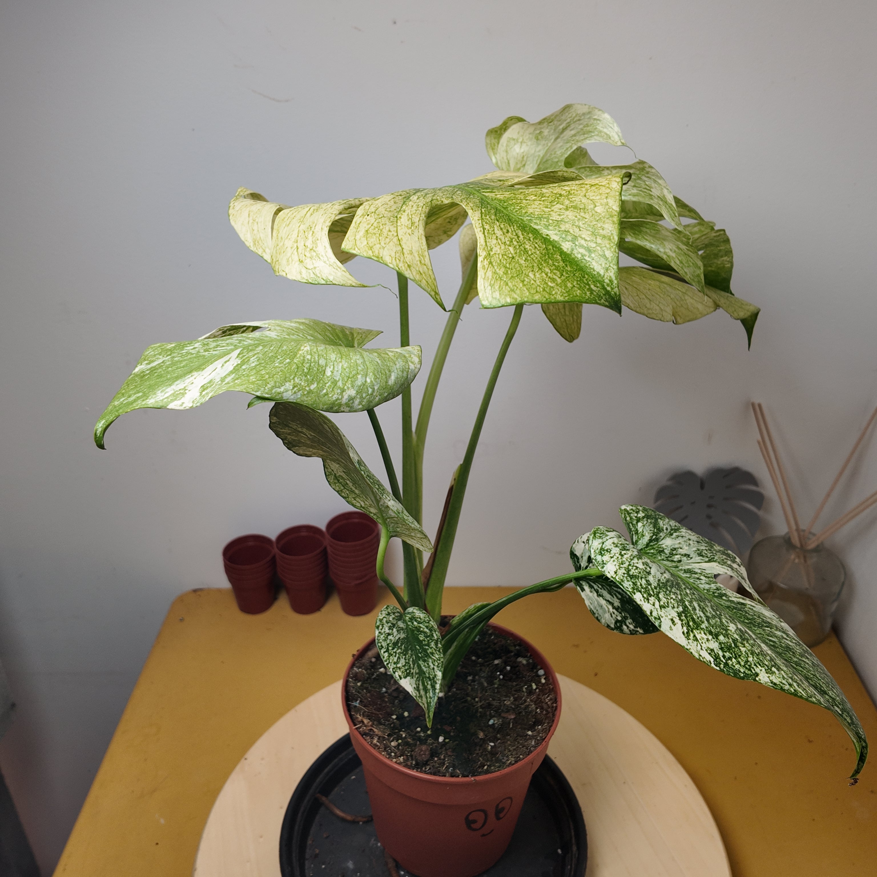 Monstera mint