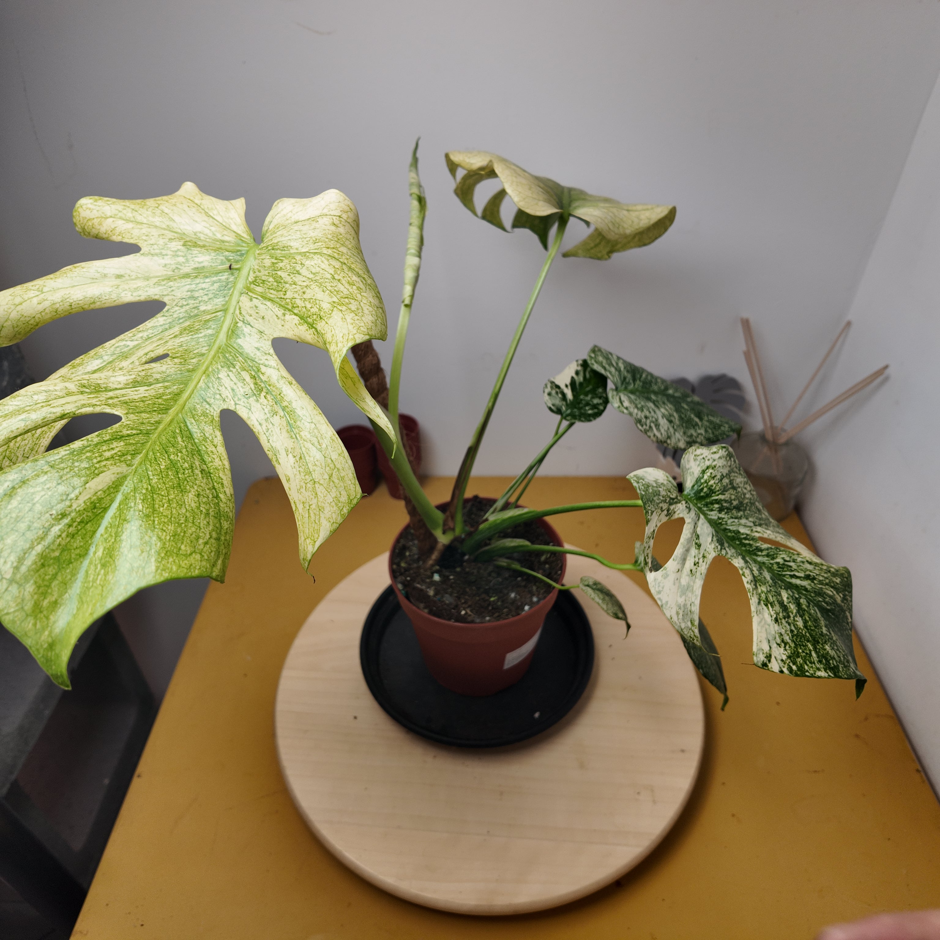 Monstera mint