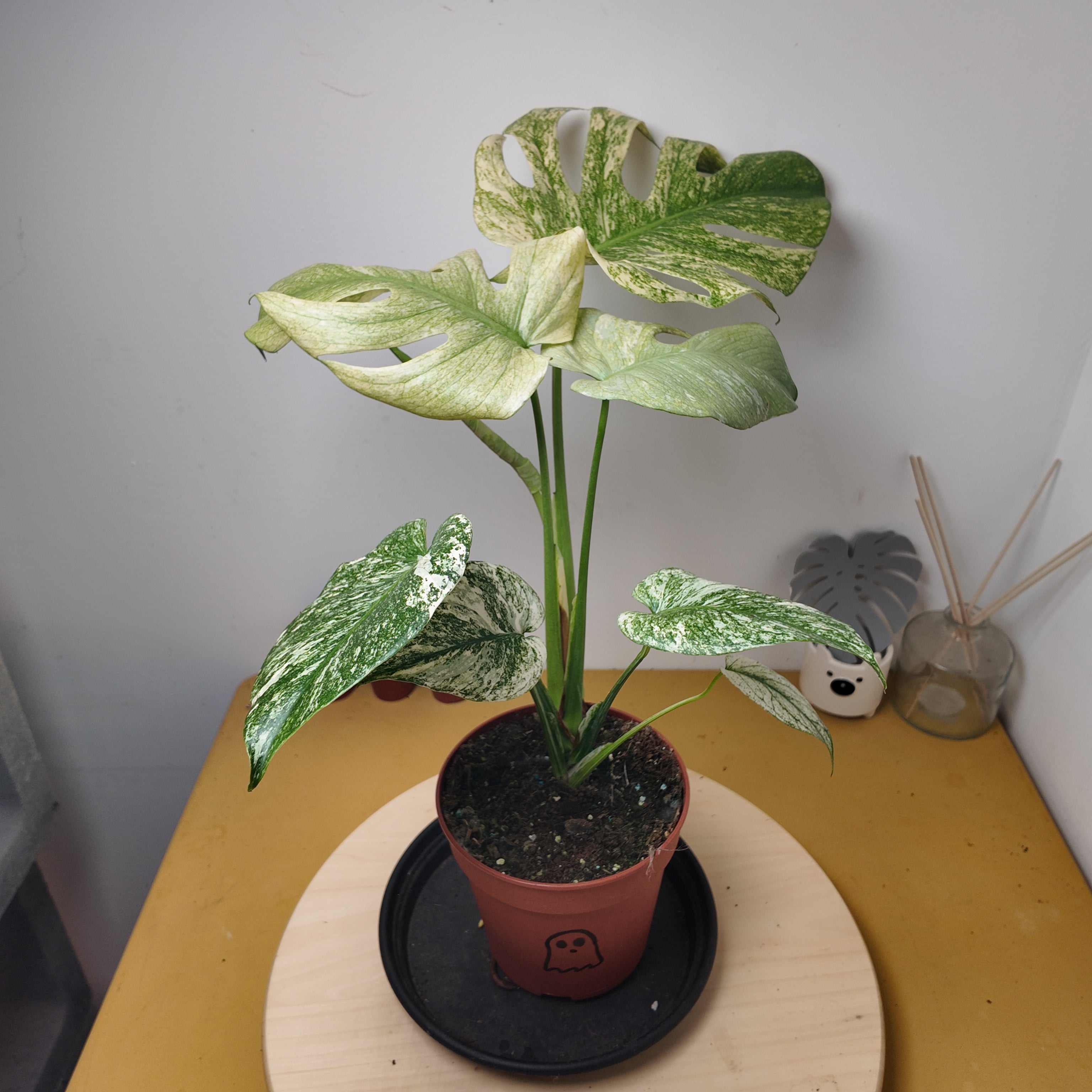 Monstera mint