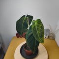Philodendron melanochrysum