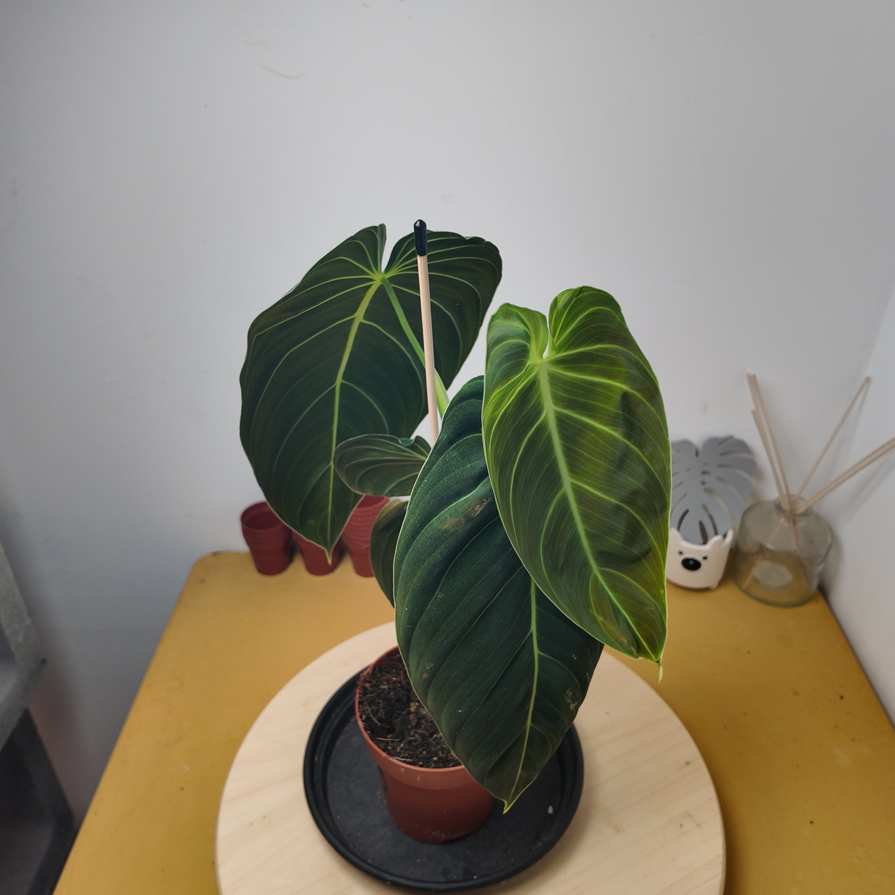 Philodendron melanochrysum