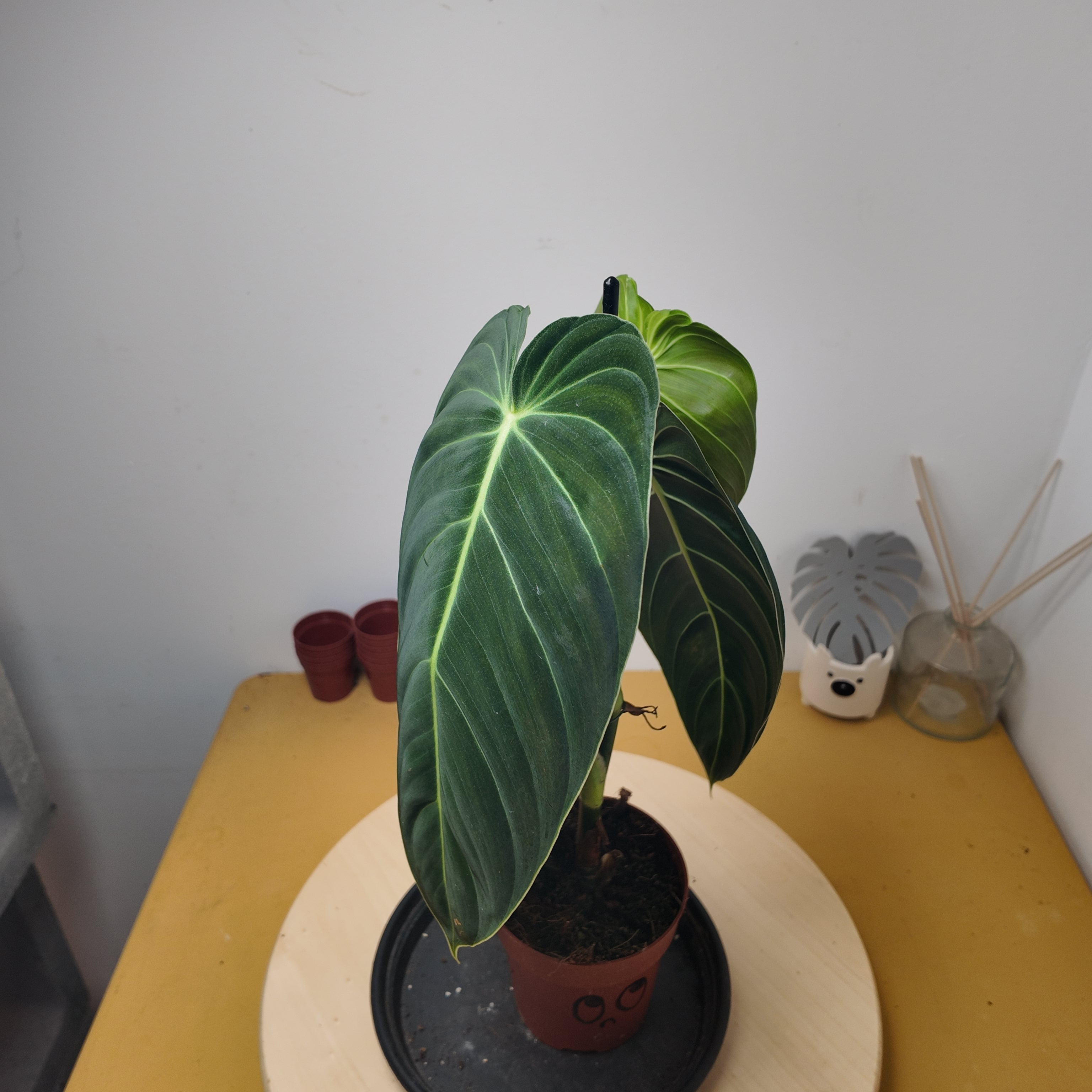 Philodendron melanochrysum