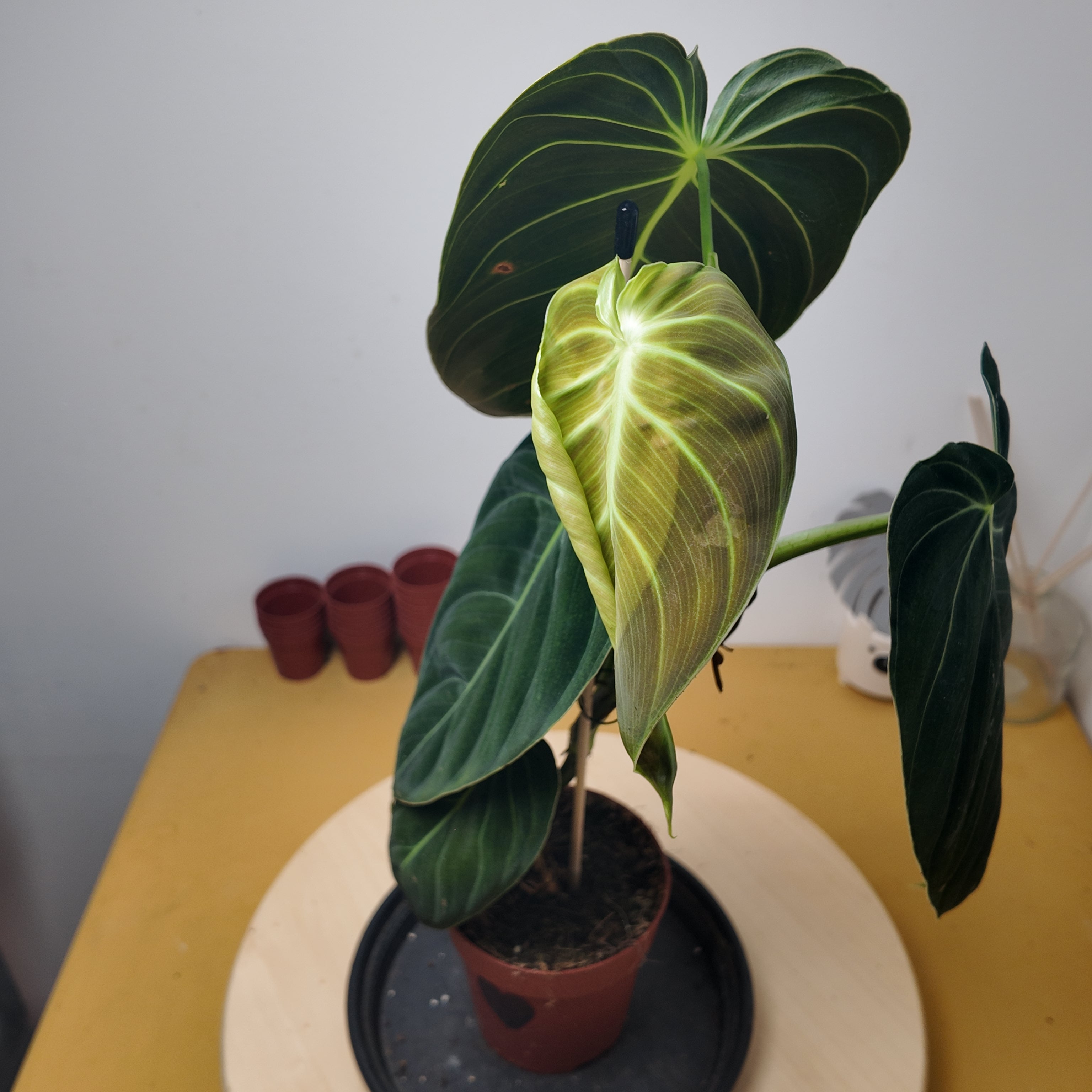 Philodendron melanochrysum