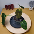 Anthurium vitchii