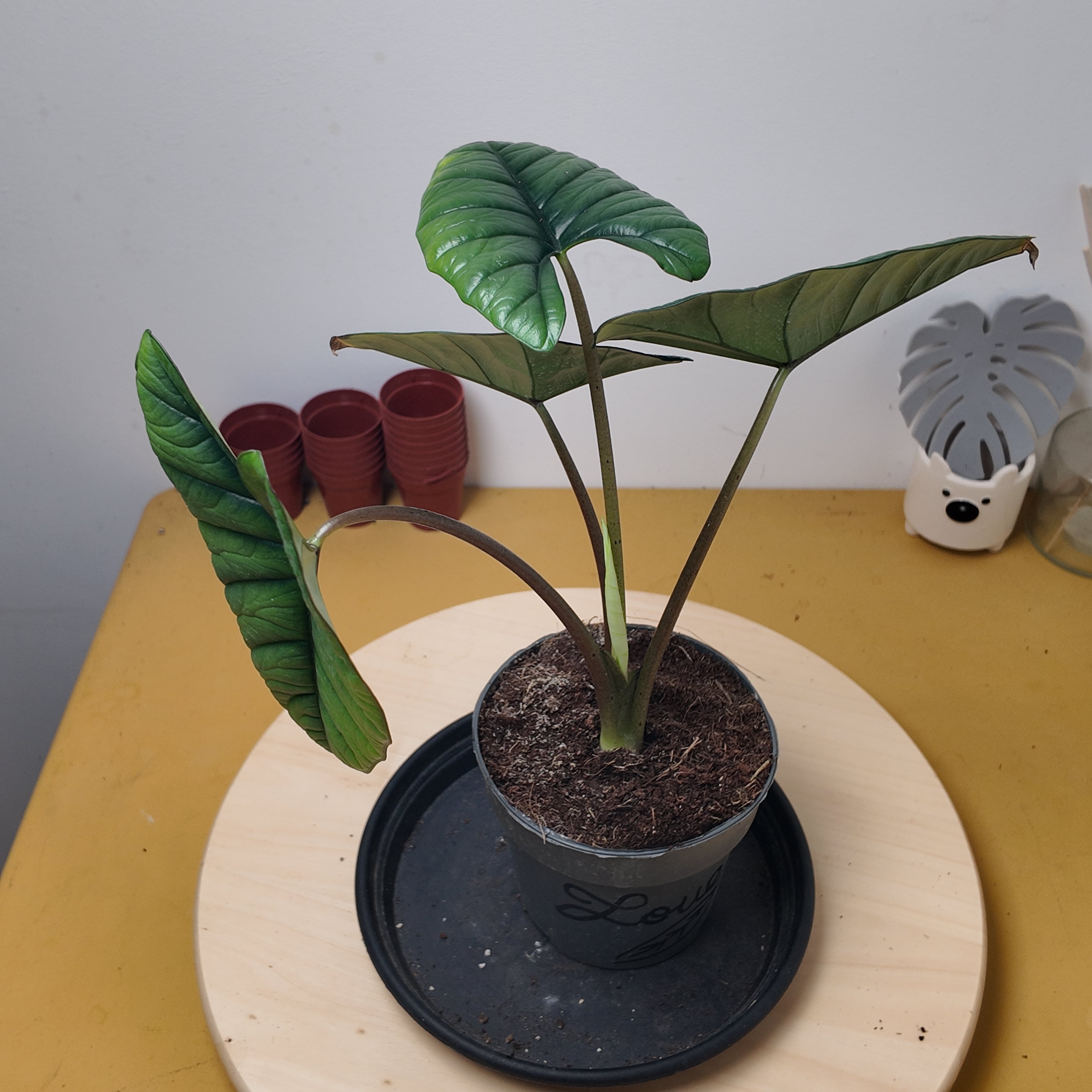 Alocasia platinium
