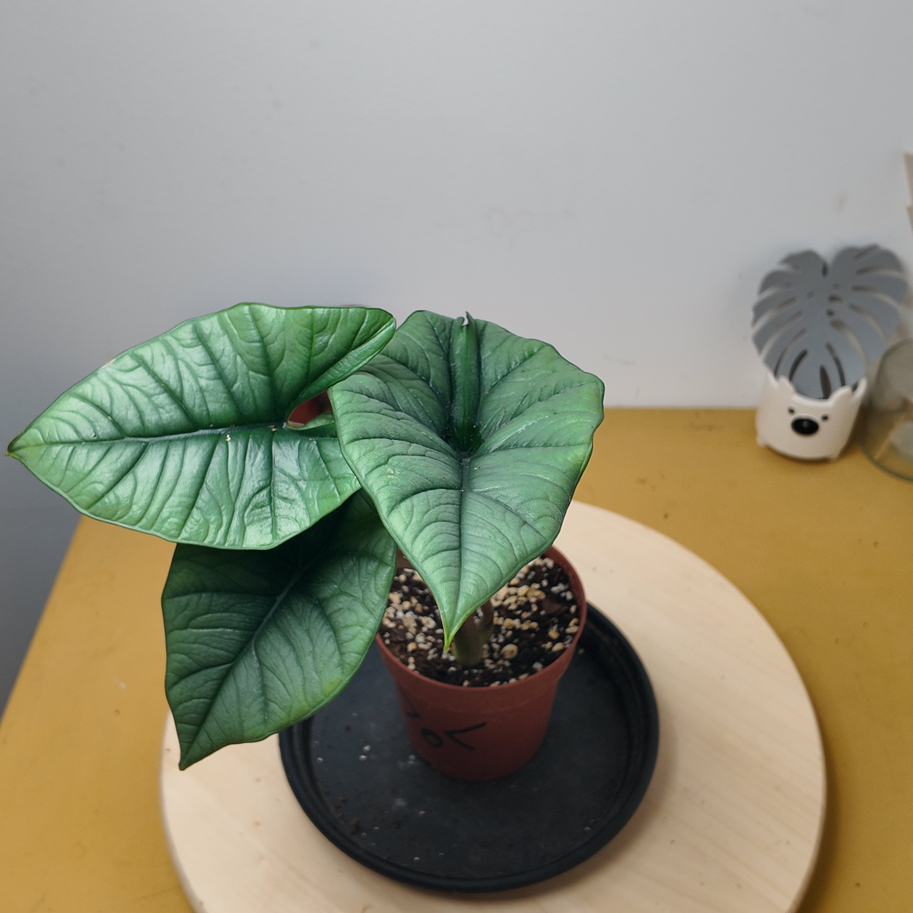 Alocasia platinium