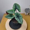 Alocasia platinium