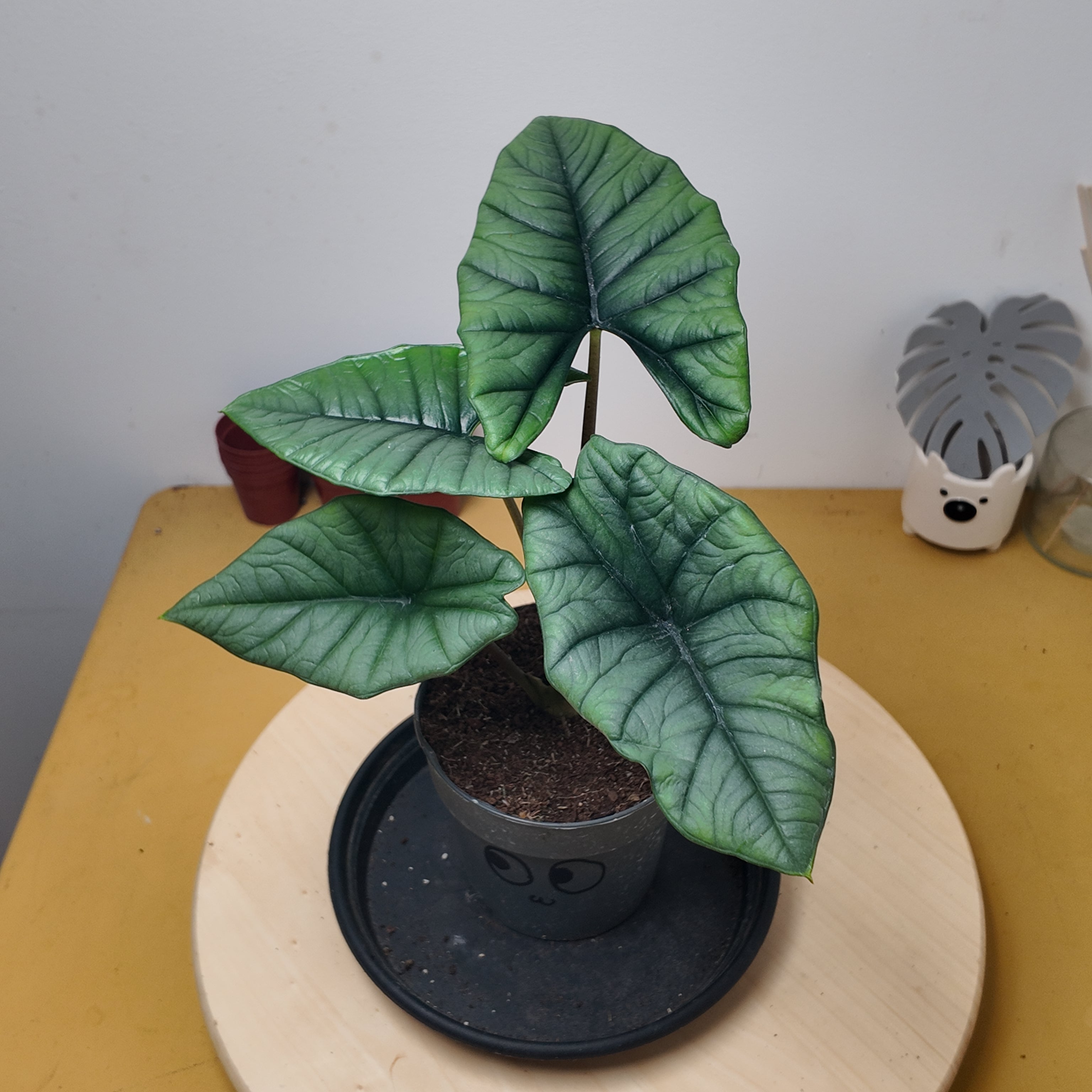 Alocasia platinium