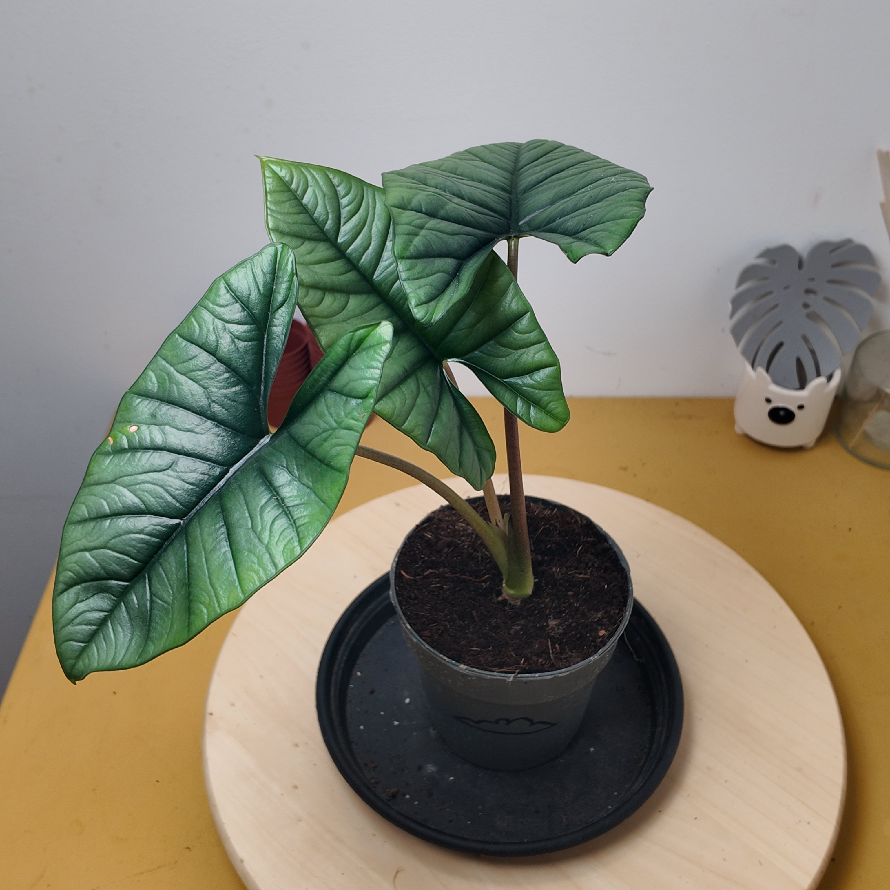 Alocasia platinium