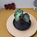 Alocasia 'Venom'